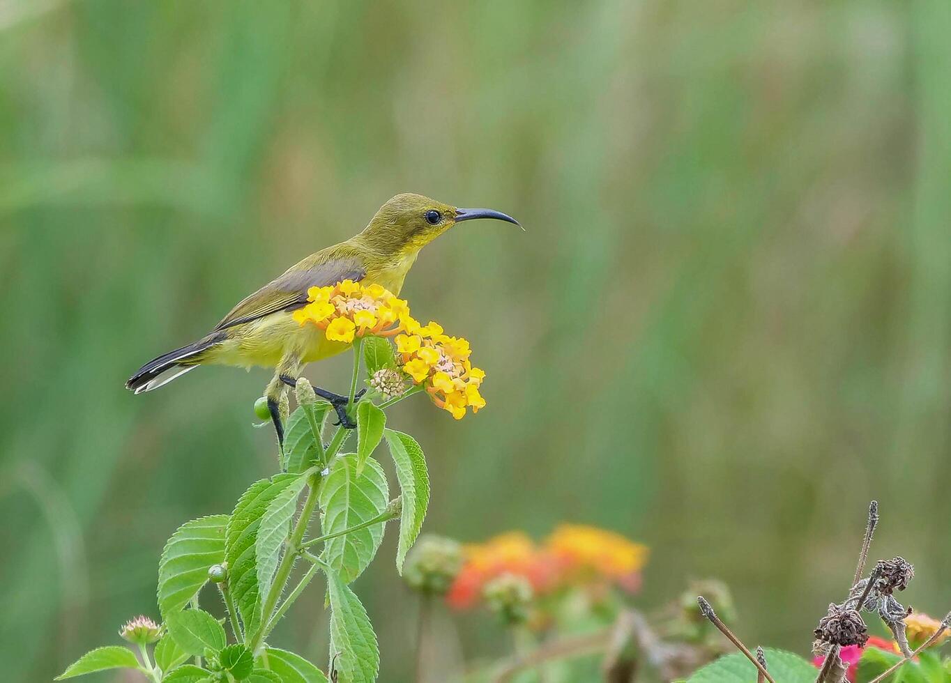 vogel fotografie, vogel afbeelding, meest mooi vogel fotografie, natuur fotografie foto