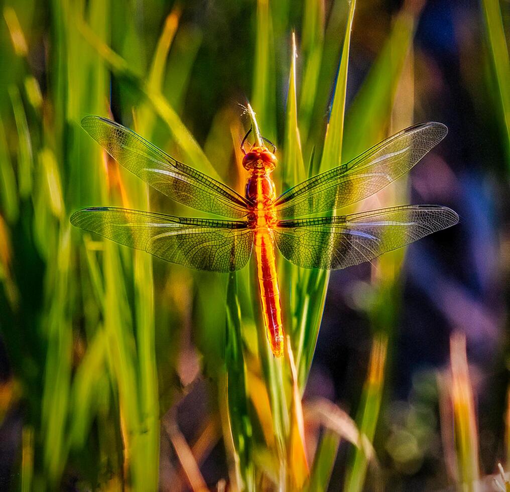 libel fotografie, detailopname schot van een libel in de natuurlijk milieu foto