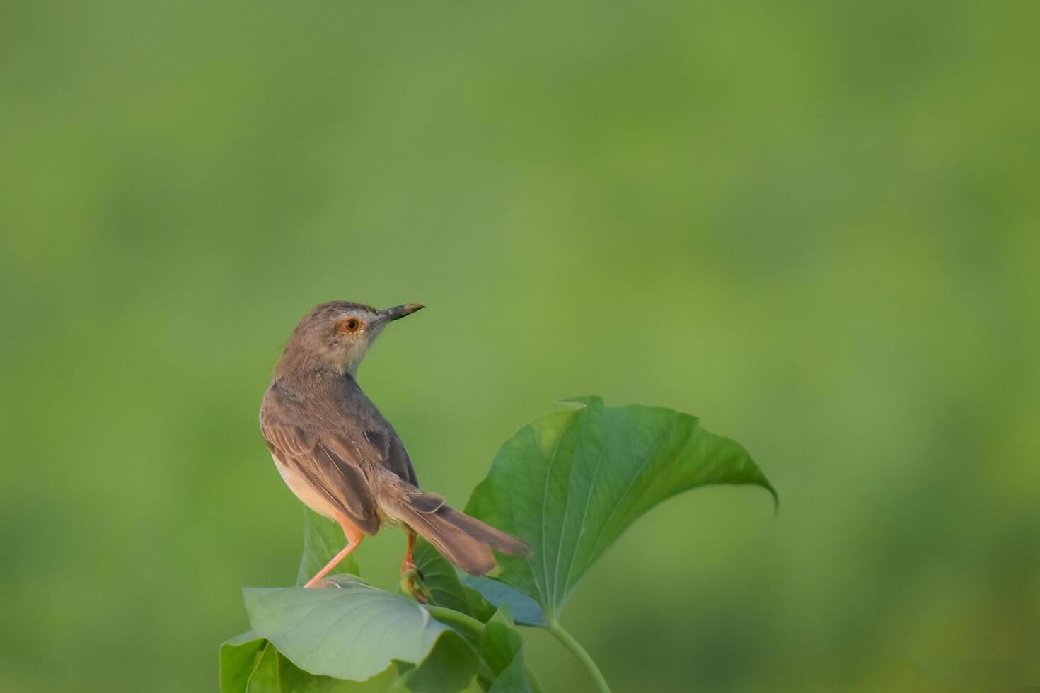 vogel fotografie, vogel afbeelding, meest mooi vogel fotografie, natuur fotografie foto