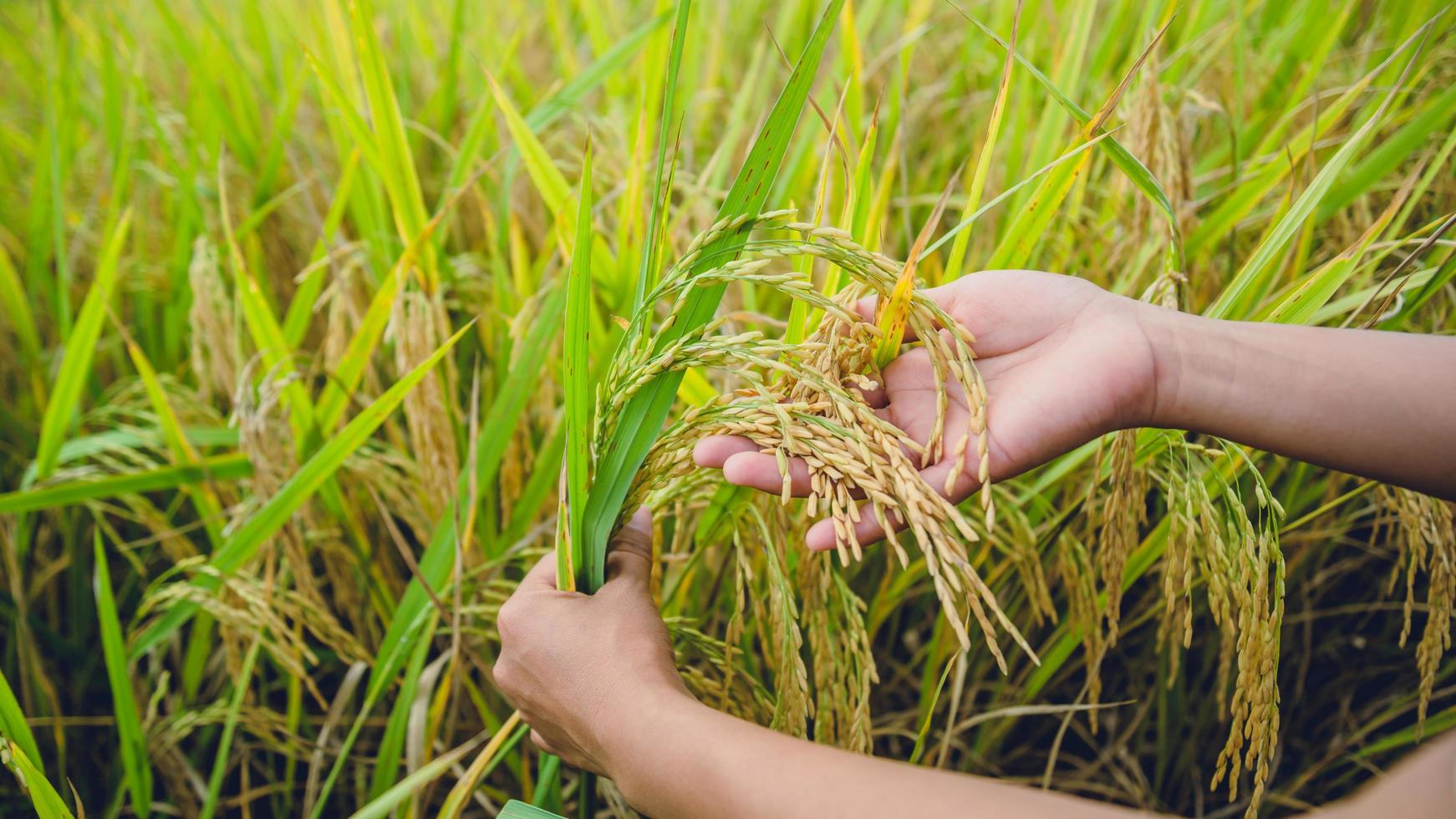 achtergrond handvat vangen de rijst geel goud. tijdens het oogstseizoen. aziatisch thailand foto