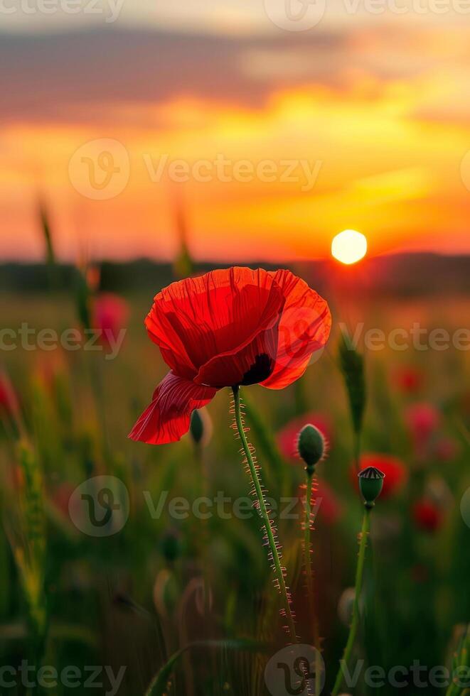 ai gegenereerd rood papaver bloem dichtbij omhoog in de veld- Bij zonsondergang foto