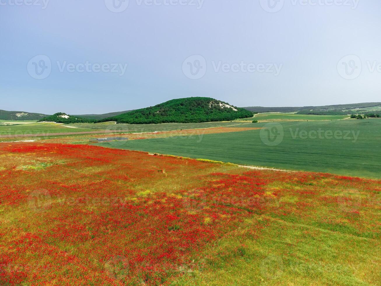 veld- van rood klaprozen in de buurt naar groen tarwe veld. antenne visie. mooi veld- scharlaken klaprozen bloemen met selectief focus. rood klaprozen in zacht licht. glade van rood papavers. papaver sp. niemand foto