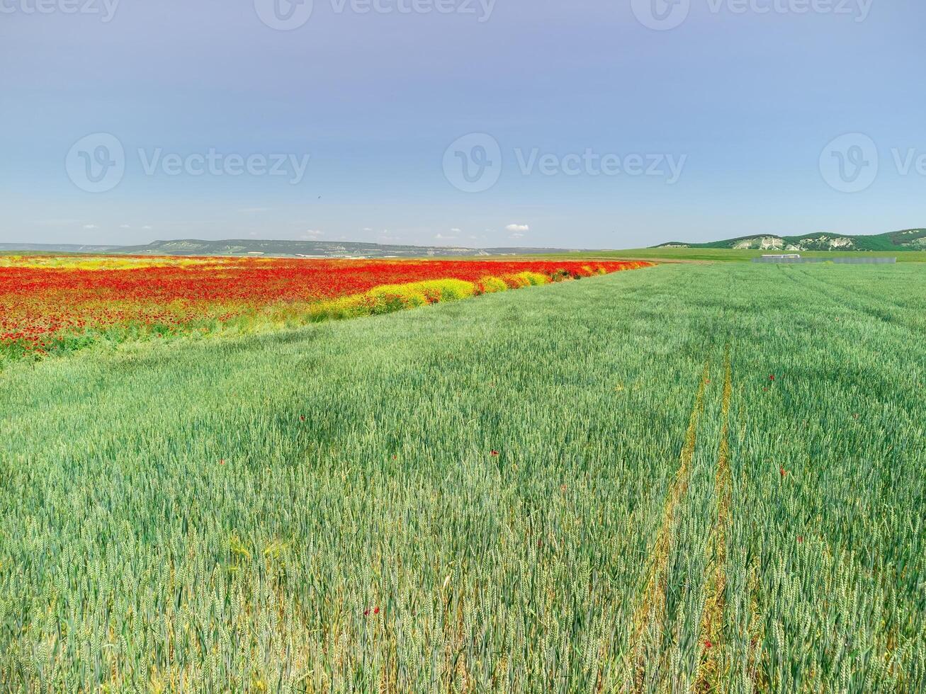 veld- van rood klaprozen in de buurt naar groen tarwe veld. antenne visie. mooi veld- scharlaken klaprozen bloemen met selectief focus. rood klaprozen in zacht licht. glade van rood papavers. papaver sp. niemand foto