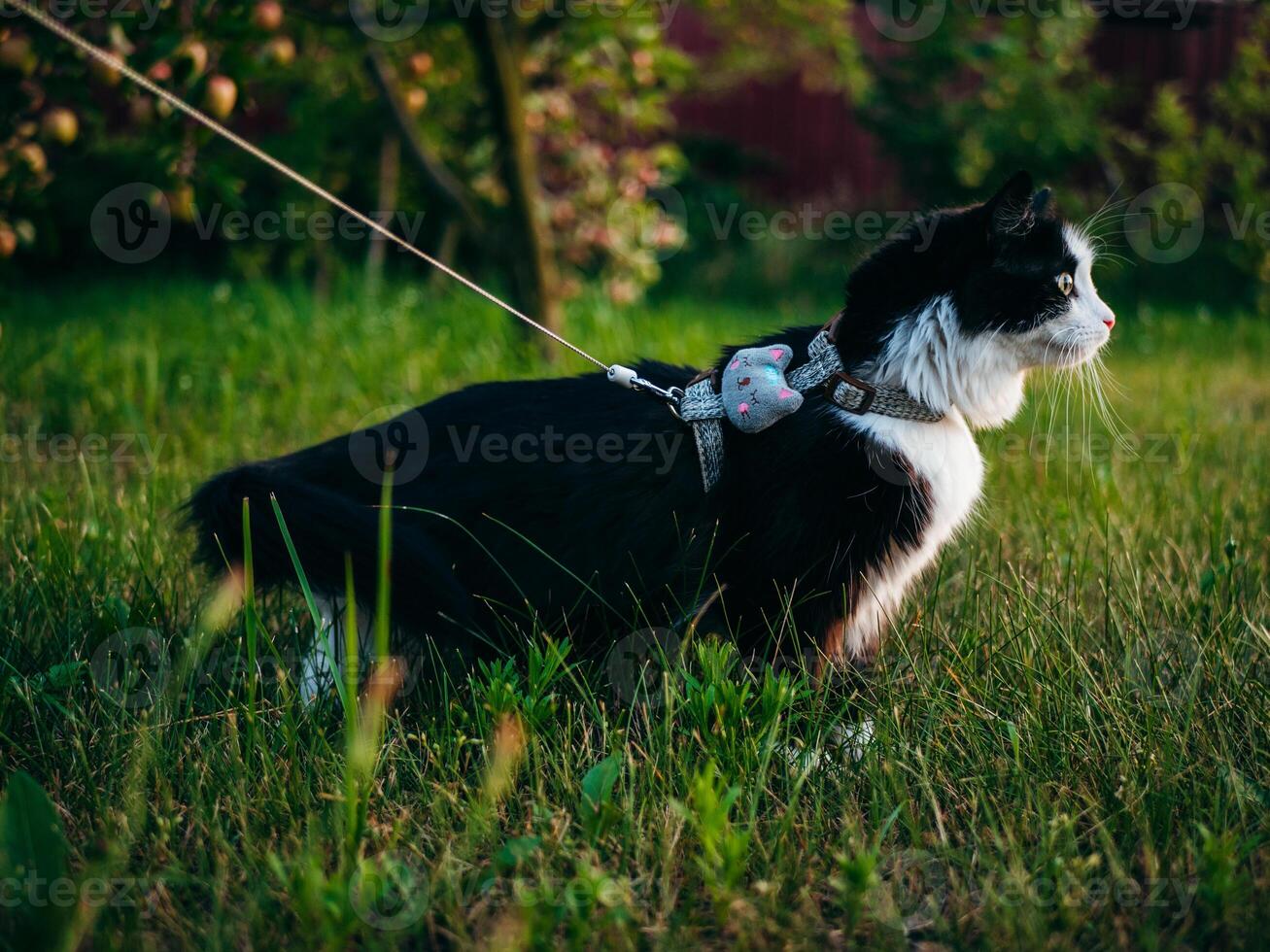 een zwart en wit huiselijk kat is buitenshuis, vervelend een harnas en riem, onder de toezicht van haar baasje, onderzoekt de met gras begroeid Oppervlakte. foto