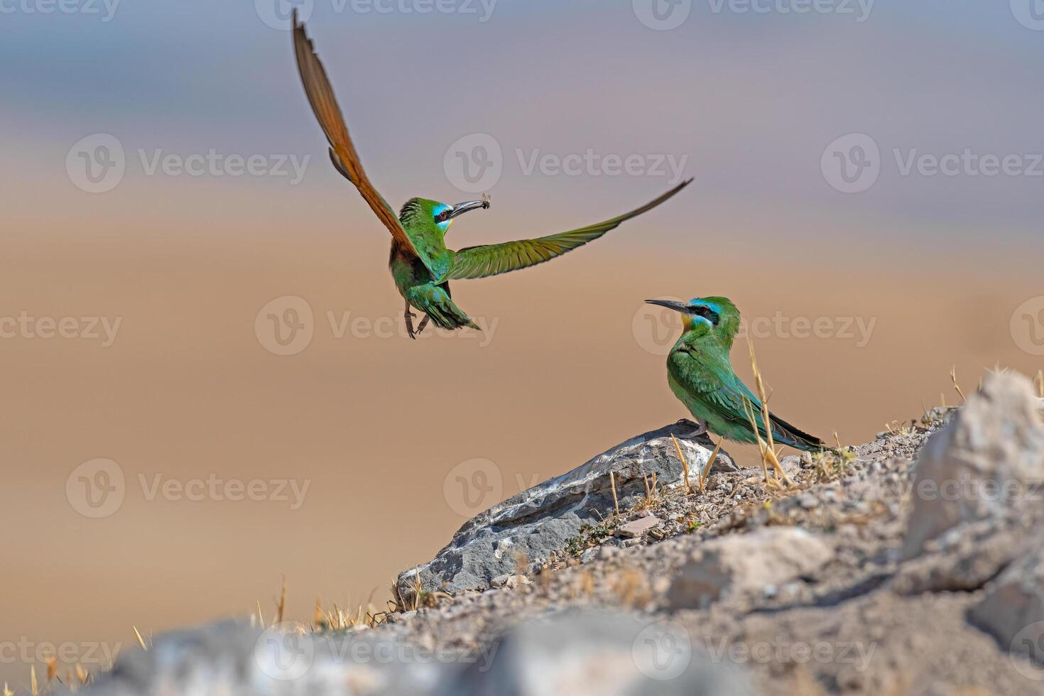 blauwwang bijeneter, merops persicus brengt voedsel naar de nest. foto