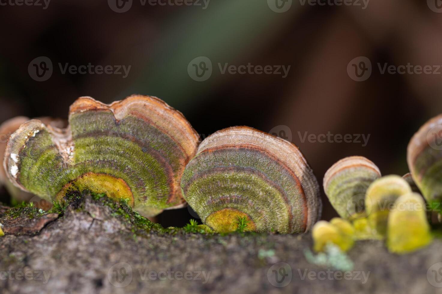 champignons groeit Aan bomen. trametes versicolor, ook bekend net zo coriolus versicolor en polyporus versicolor champignons. foto