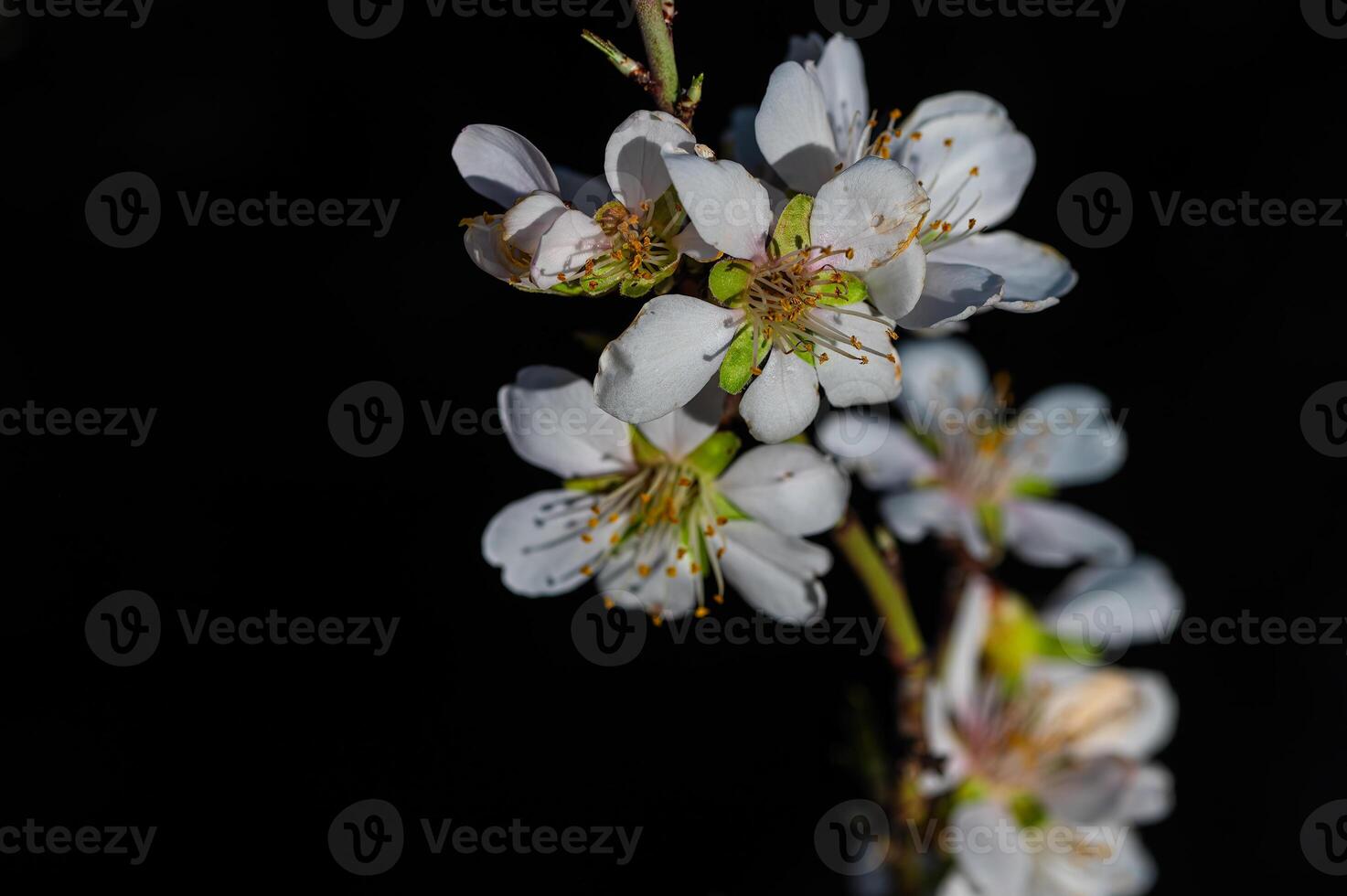 de bloem van de amandel boom dat bloei in de lente. detailopname schot. foto