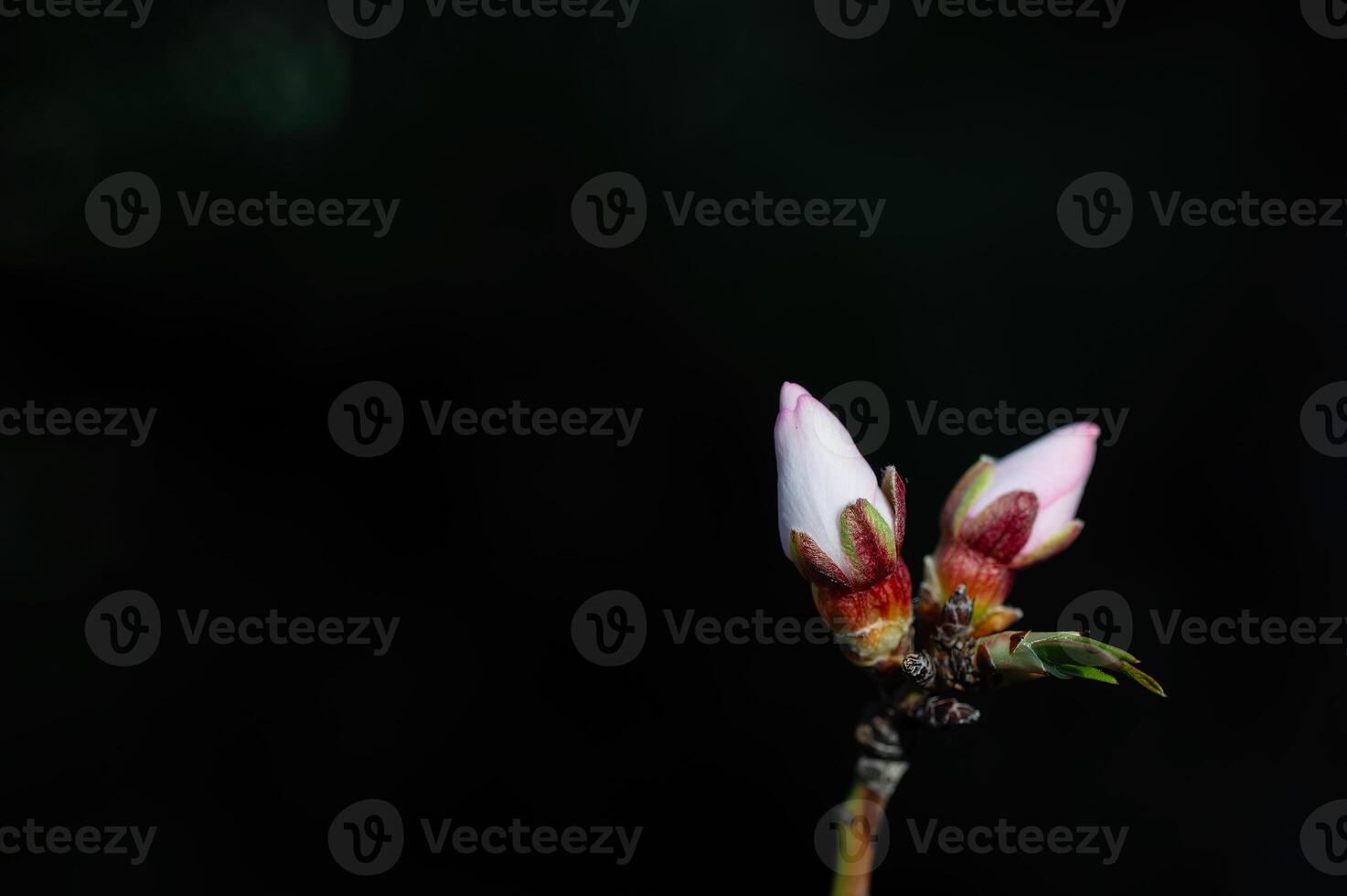 amandel boom bloemen in knop in lente, detailopname. foto