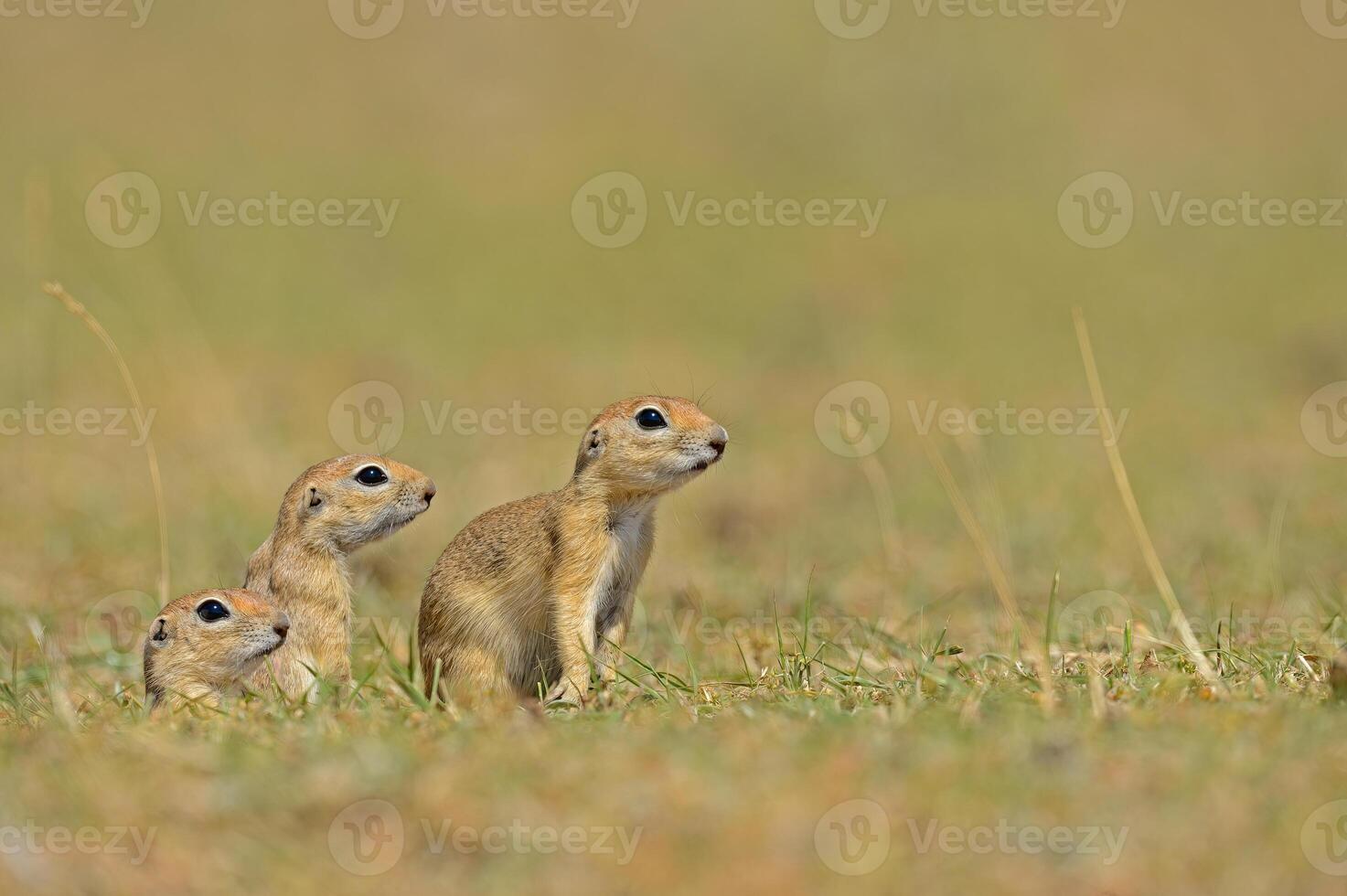 nieuwsgierig grond eekhoorn kuikens aan het kijken de groen gras. foto