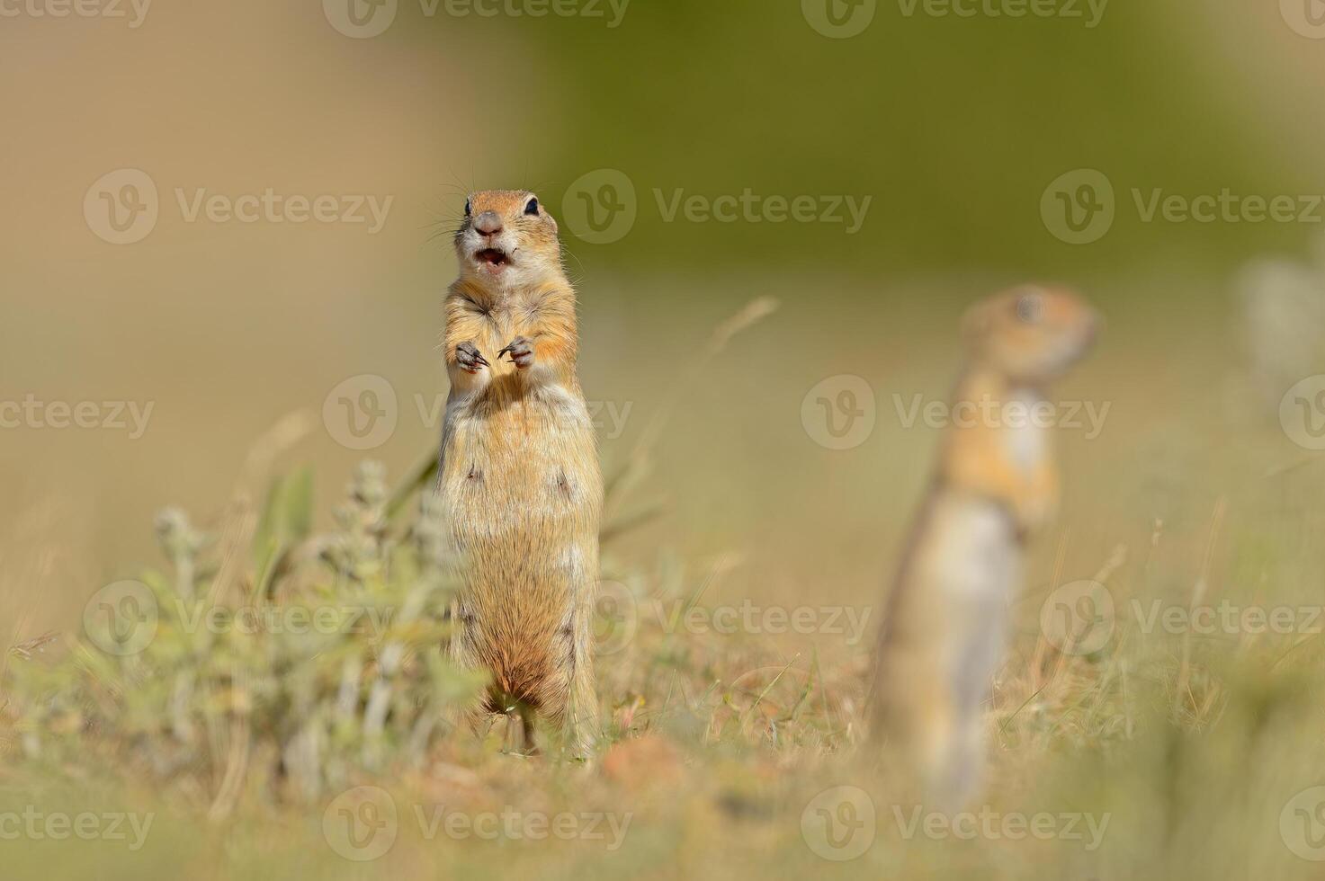 grond eekhoorn is staand en op zoek in de omgeving van. foto