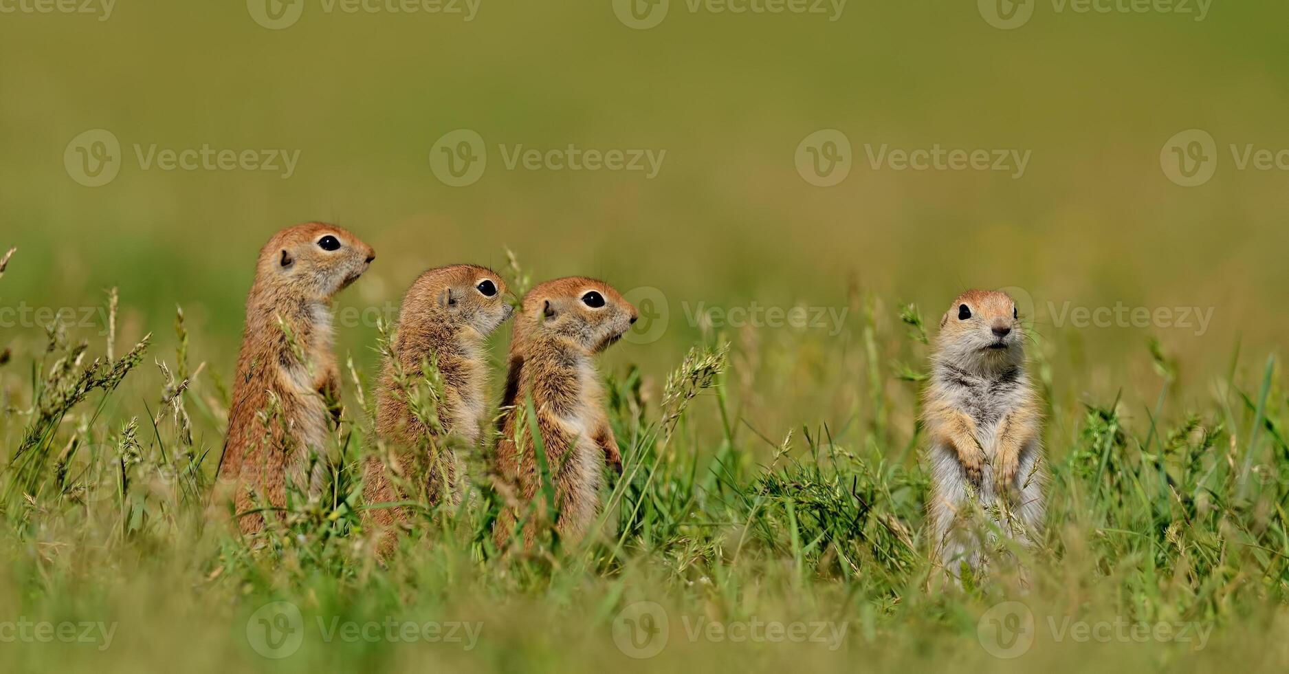 grond eekhoorns staand in een veld. foto