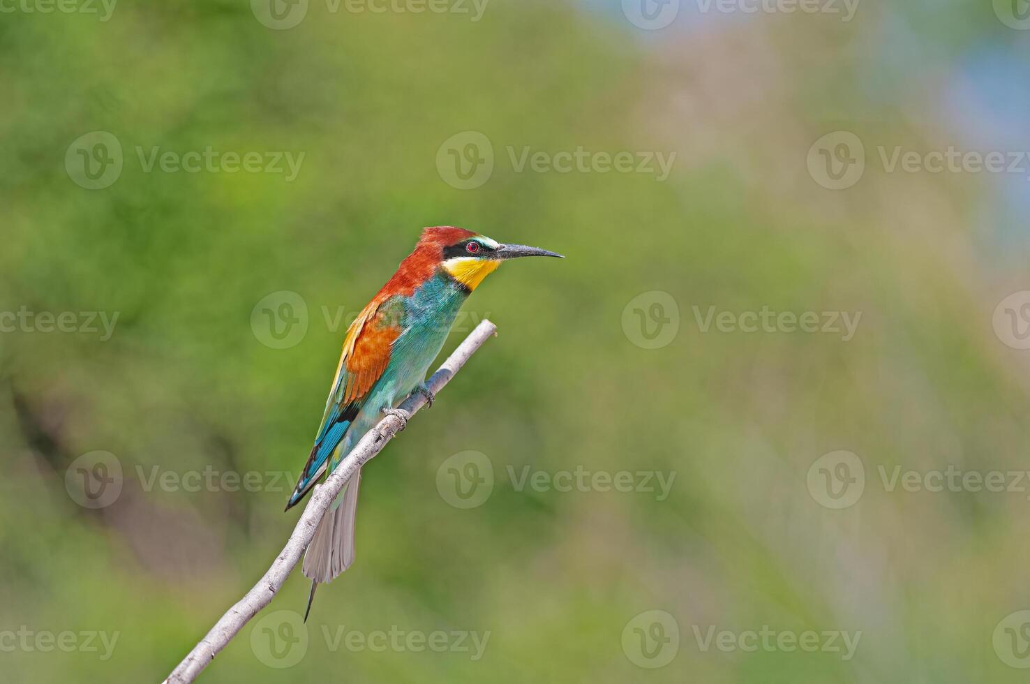 Europese bijeneters, merops apiaster Aan de Afdeling. groen achtergrond. kleurrijk vogels. foto