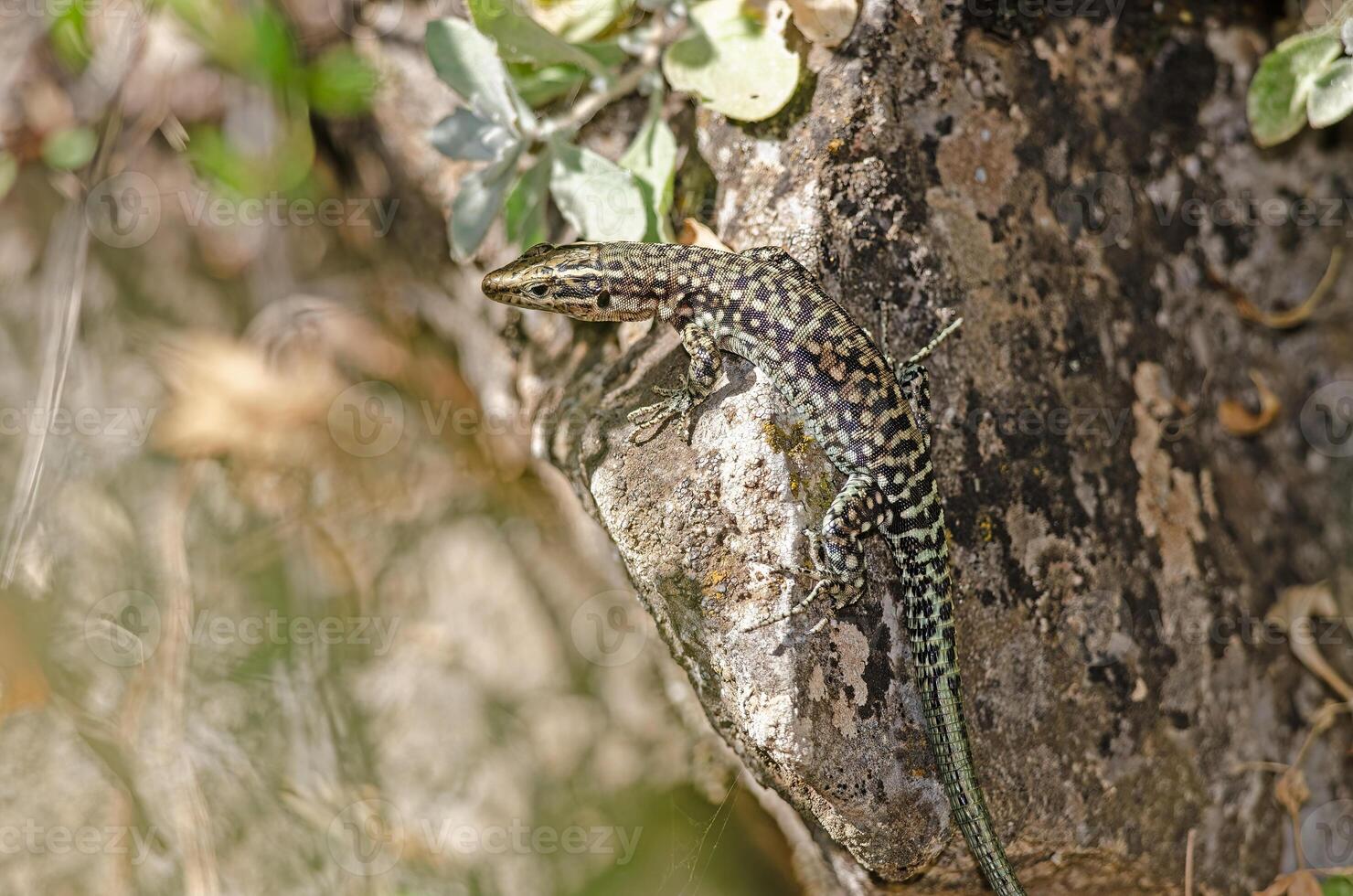 anatololacerta Aan de rots in de wild. foto