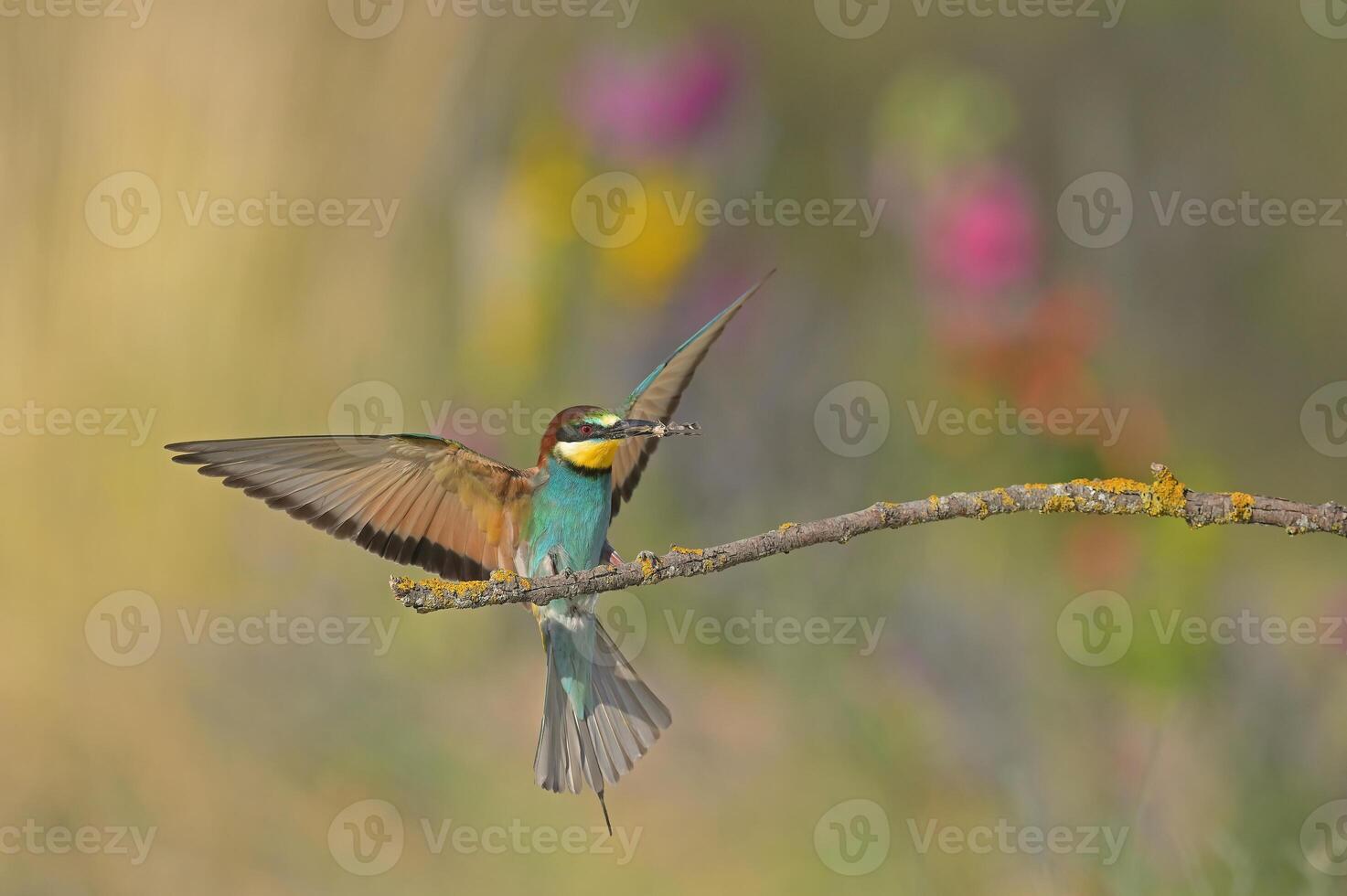 een Europese bijeneter landt Aan een Afdeling met een insect in haar mond. foto