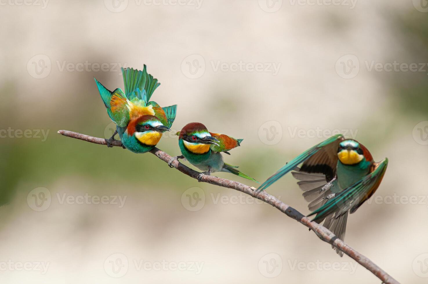 Europese bijeneters, merops apiaster Aan de Afdeling. groen achtergrond. kleurrijk vogels. foto