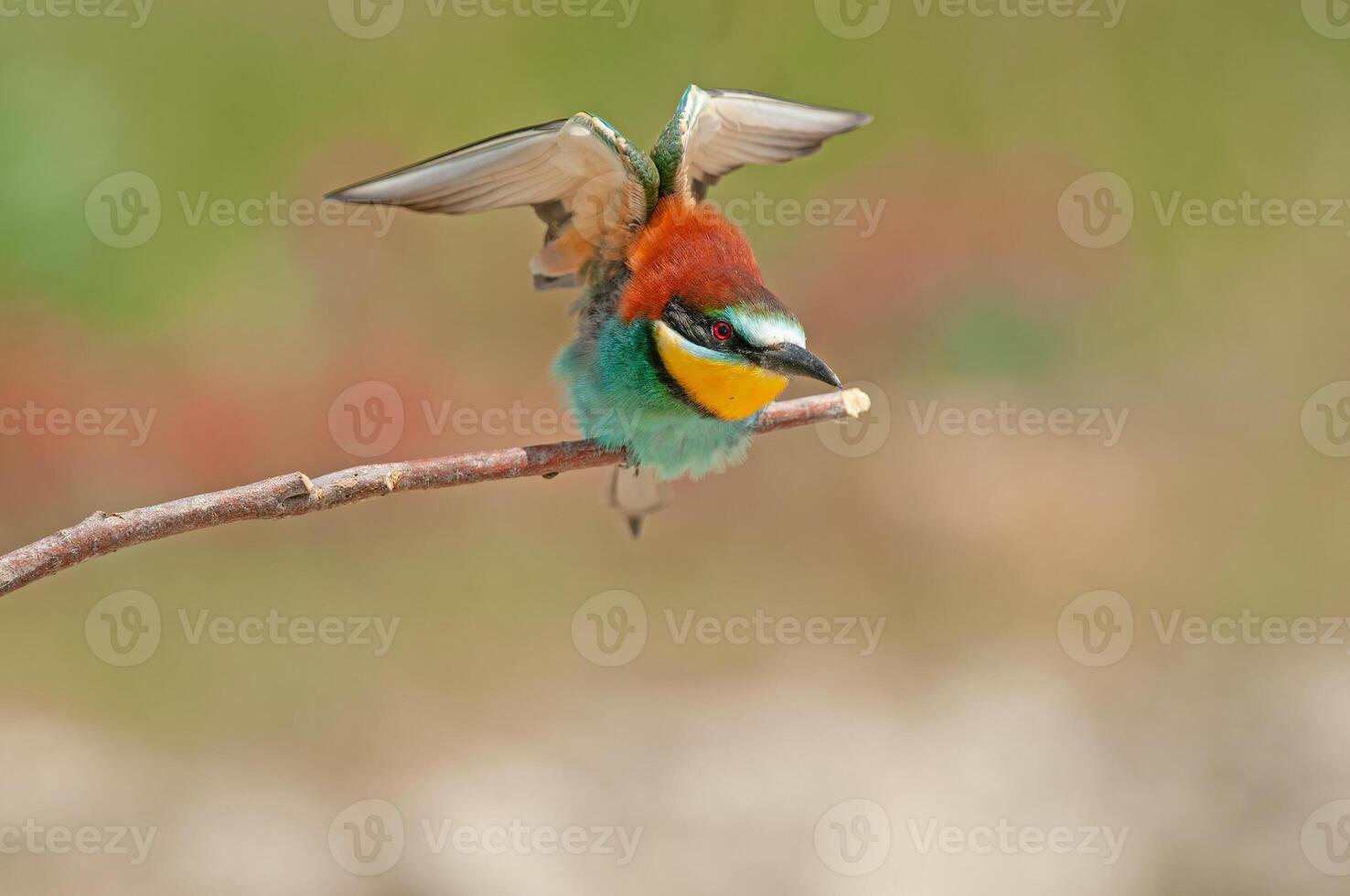 Europese bijeneters, merops apiaster Aan de Afdeling. groen achtergrond. kleurrijk vogels. foto