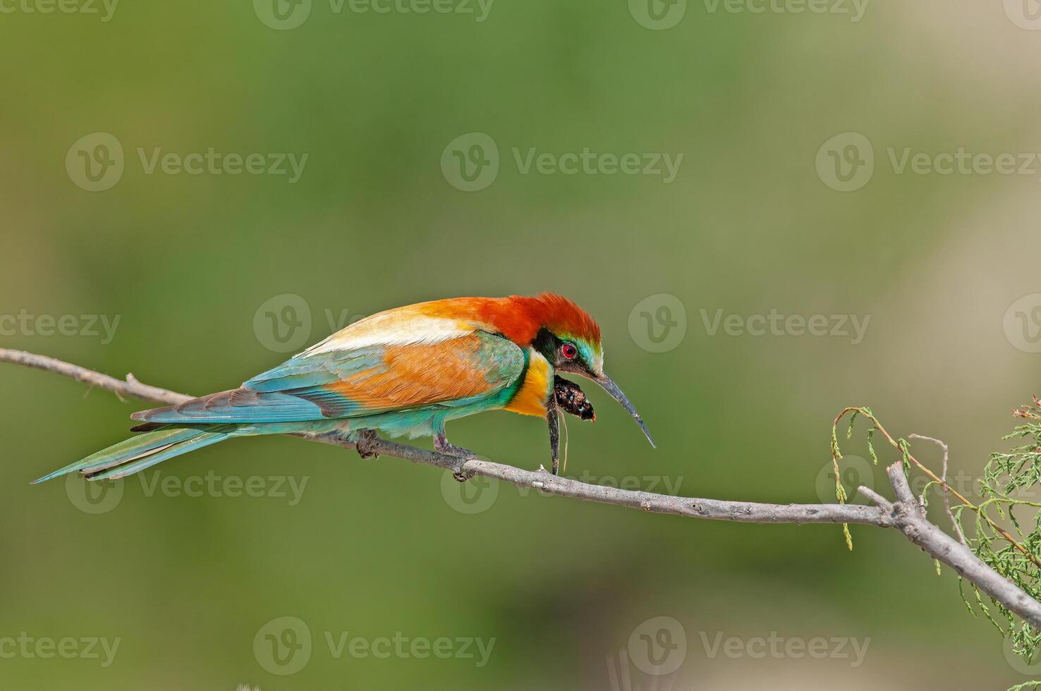 Europese bijeneter, merops apiaster Aan een Afdeling met pellets in haar mond. groen achtergrond. kleurrijk vogels. foto