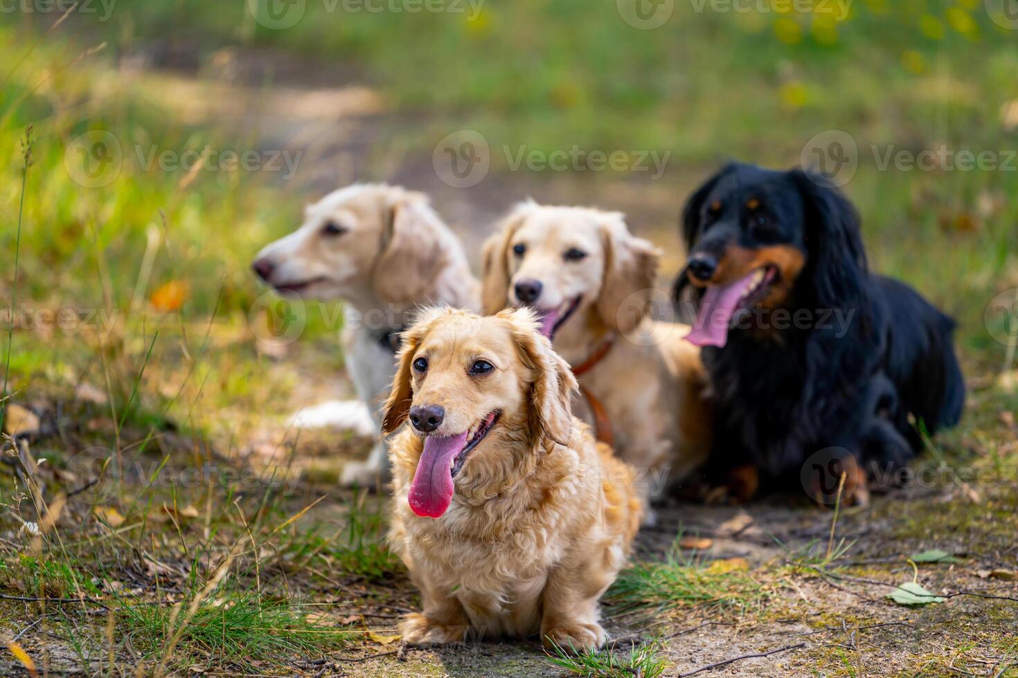 vier schattig klein honden zijn poseren Aan natuur achtergrond. wazig achtergrond. huisdieren en dieren. foto