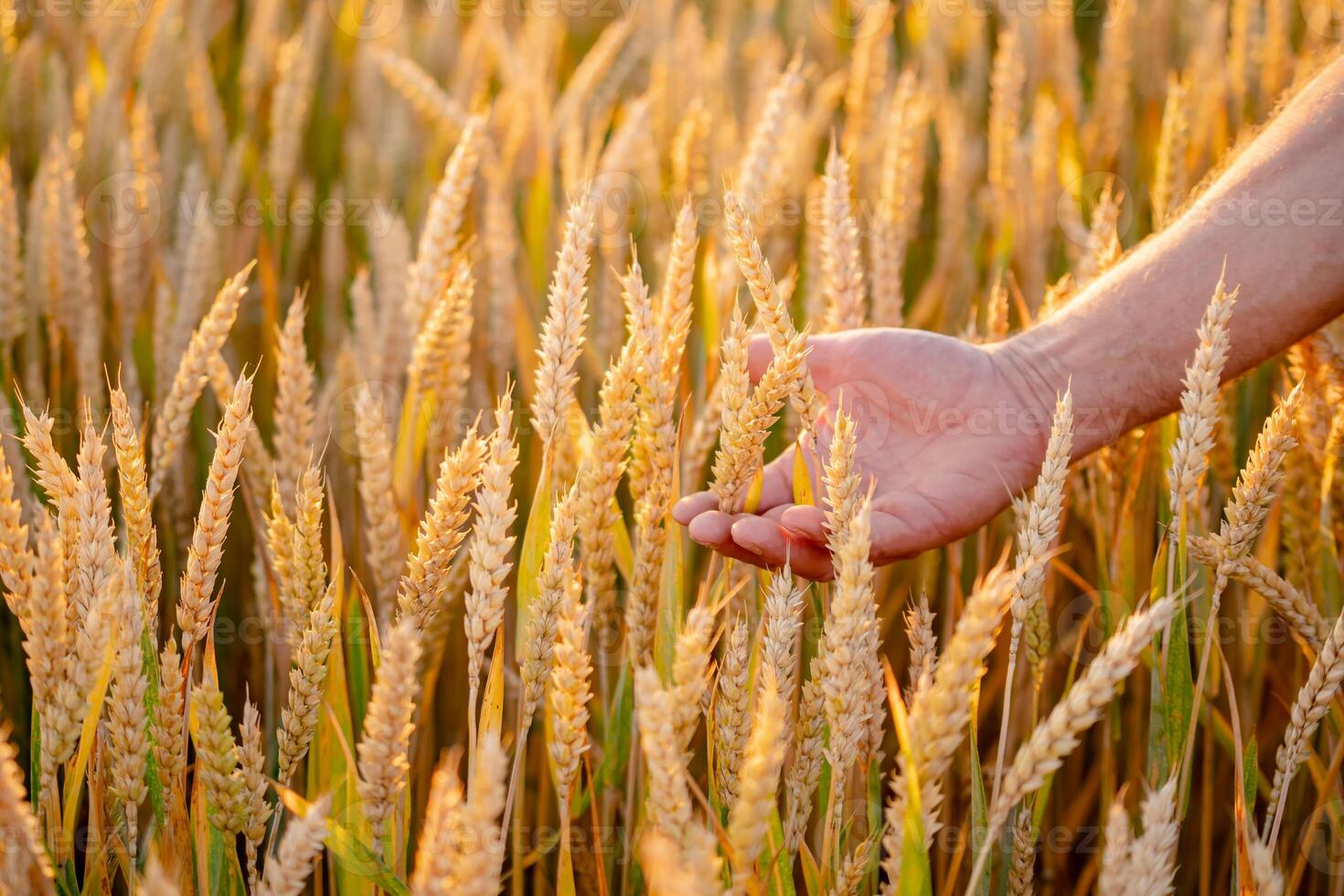 hand- rennen door tarwe veld. hand- aanraken geel tarwe oren detailopname. oogst concept. oogsten. foto