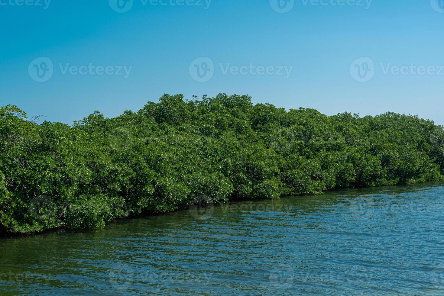 mangrove zone Bij tajamar pier, in cancun, Mexico foto