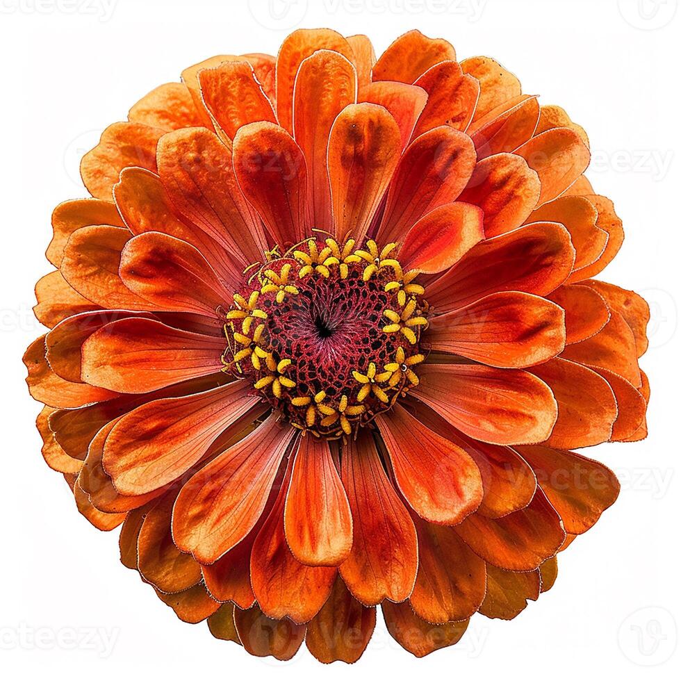 ai gegenereerd vers zinnia bloem geïsoleerd Aan wit achtergrond. detailopname schot. foto