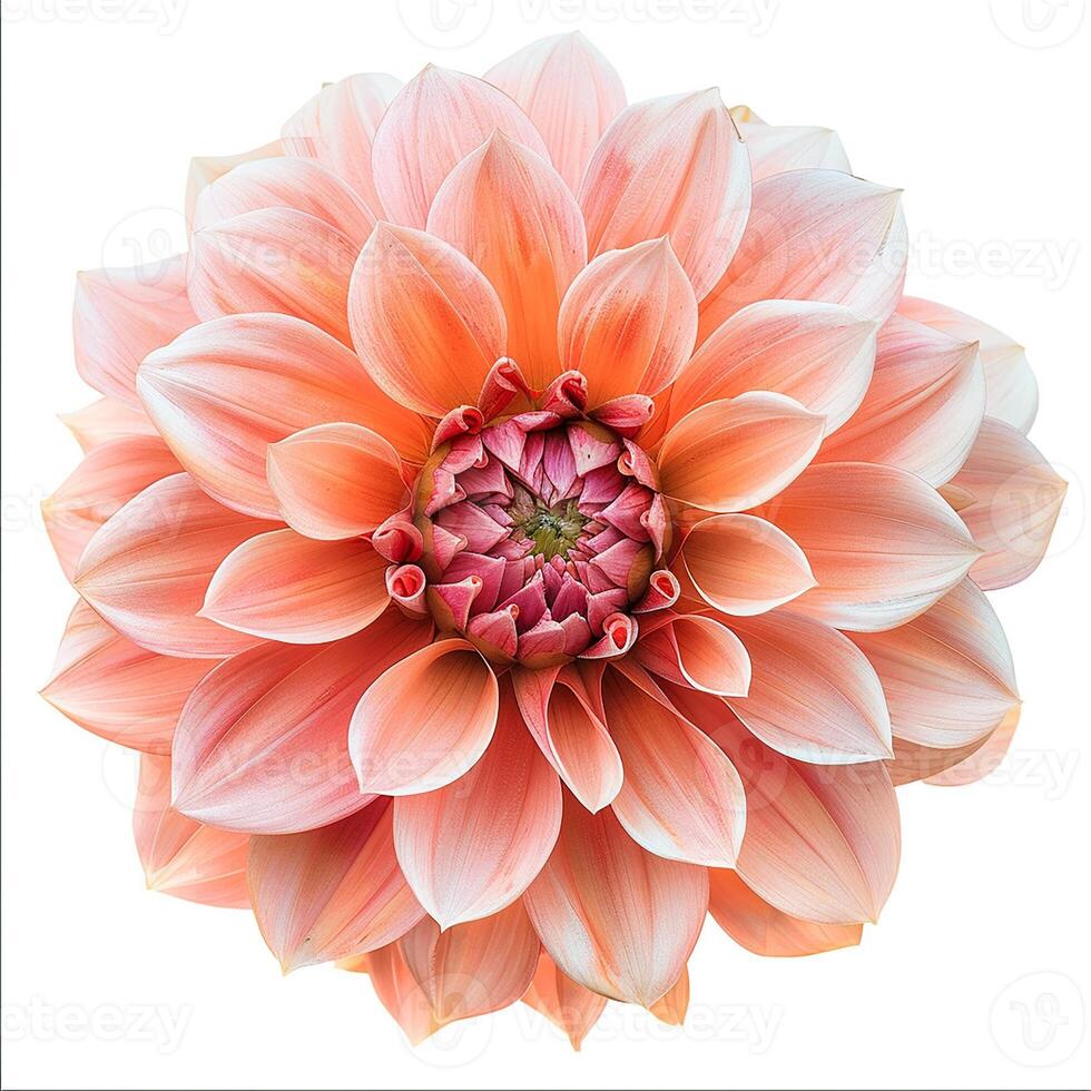 ai gegenereerd vers dahlia bloem geïsoleerd Aan wit achtergrond. detailopname schot. foto