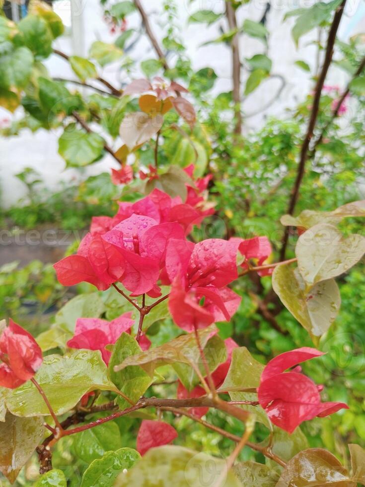 creatief lay-out gemaakt van groen bladeren en rood bloem.plat aard consept foto