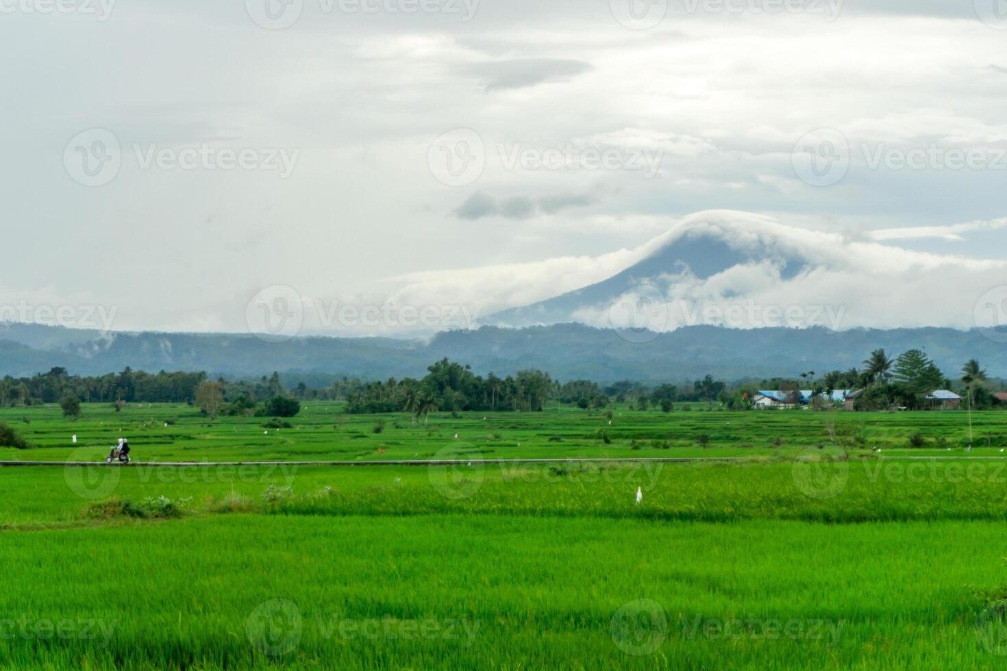 mooi landschap visie van groen rijstveld rijst- veld- met een berg in de achtergrond. seulawah berg visie in aceh besar, Indonesië. foto