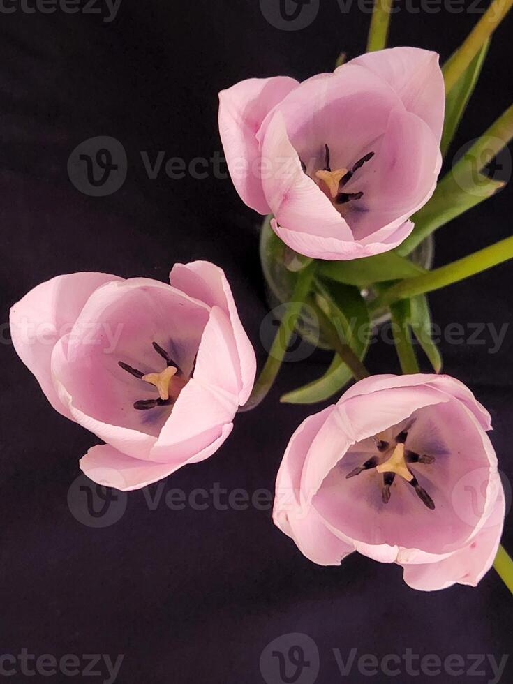 roze tulpen. roze tulp bloem Aan zwart achtergrond foto