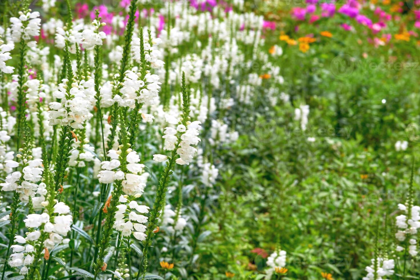 jong bloeiend wit fysiostegie virginiana bloemen voor landschapsarchitectuur, tuinieren foto