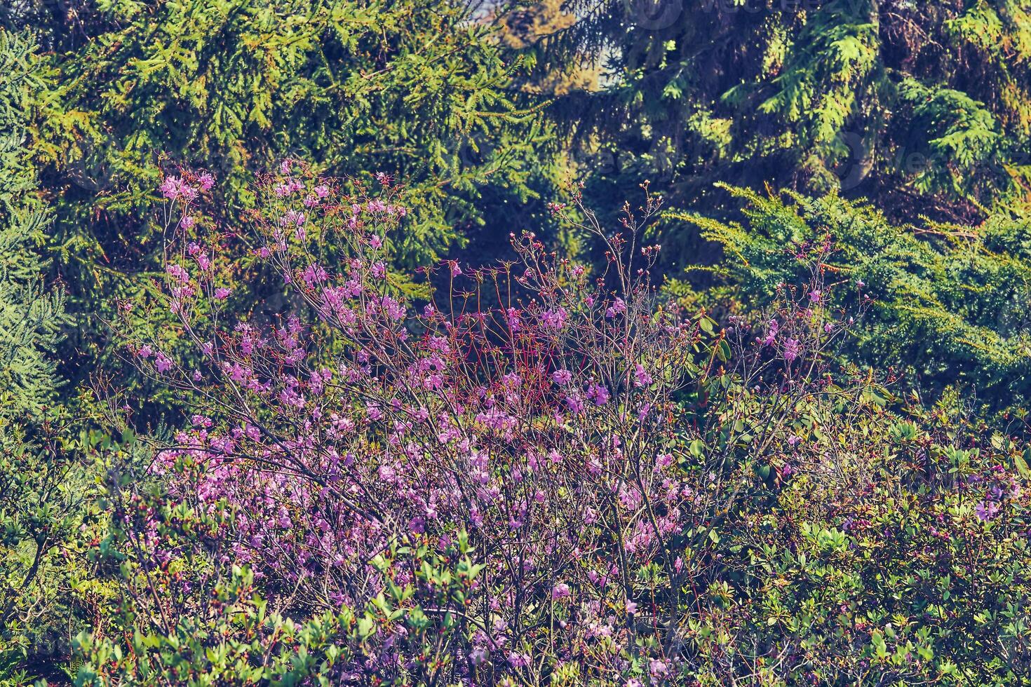 landschapsarchitectuur, tuinieren.weelderig struik, roze bloemen, kalmte groen foto