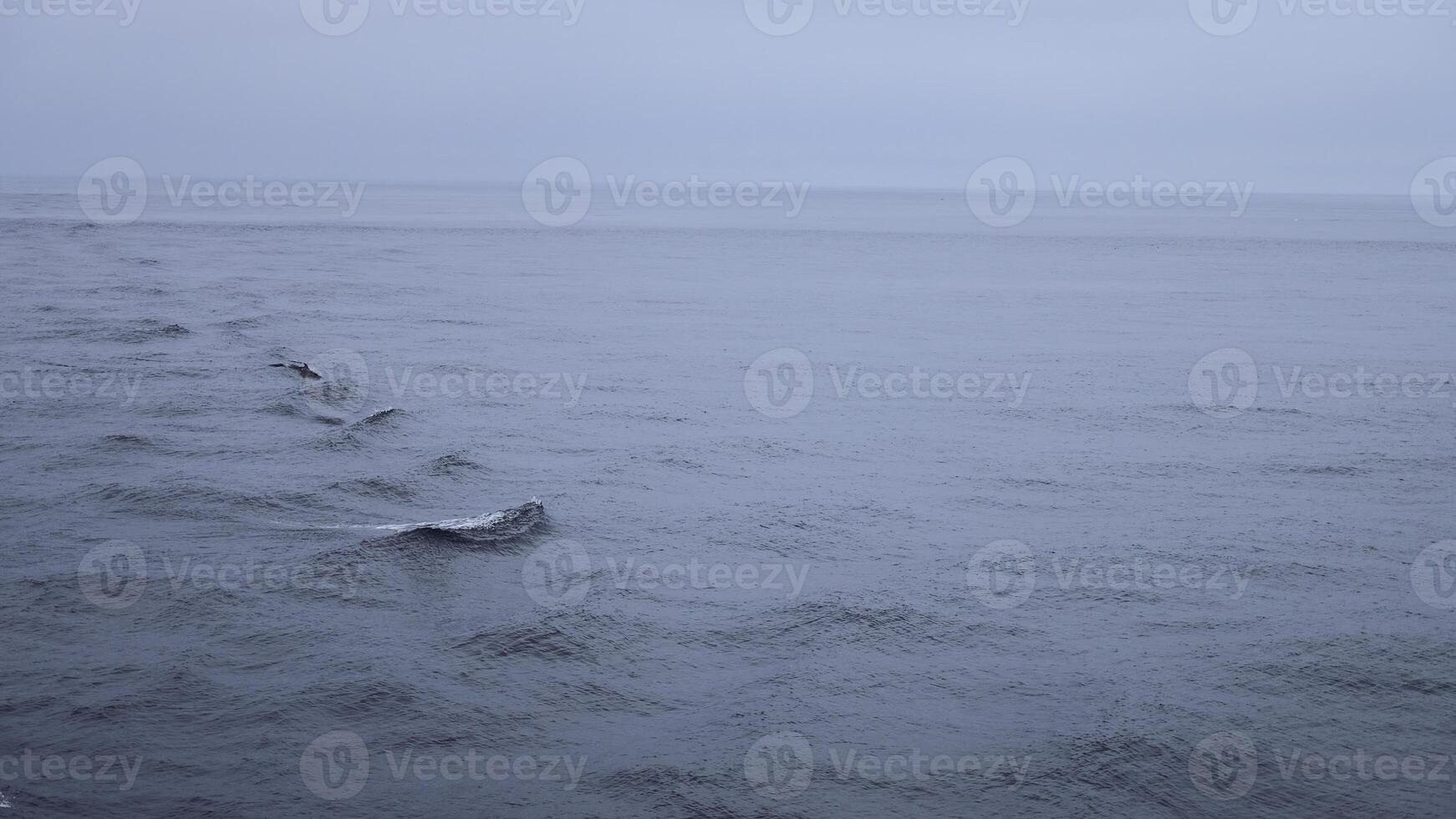 mooi zee oppervlakte met dolfijn vinnen. klem. oppervlakte van Open oceaan met zwemmen dolfijnen in bewolkt het weer. vinnen van zwemmen dolfijnen bovenstaand oppervlakte van blauw zee foto