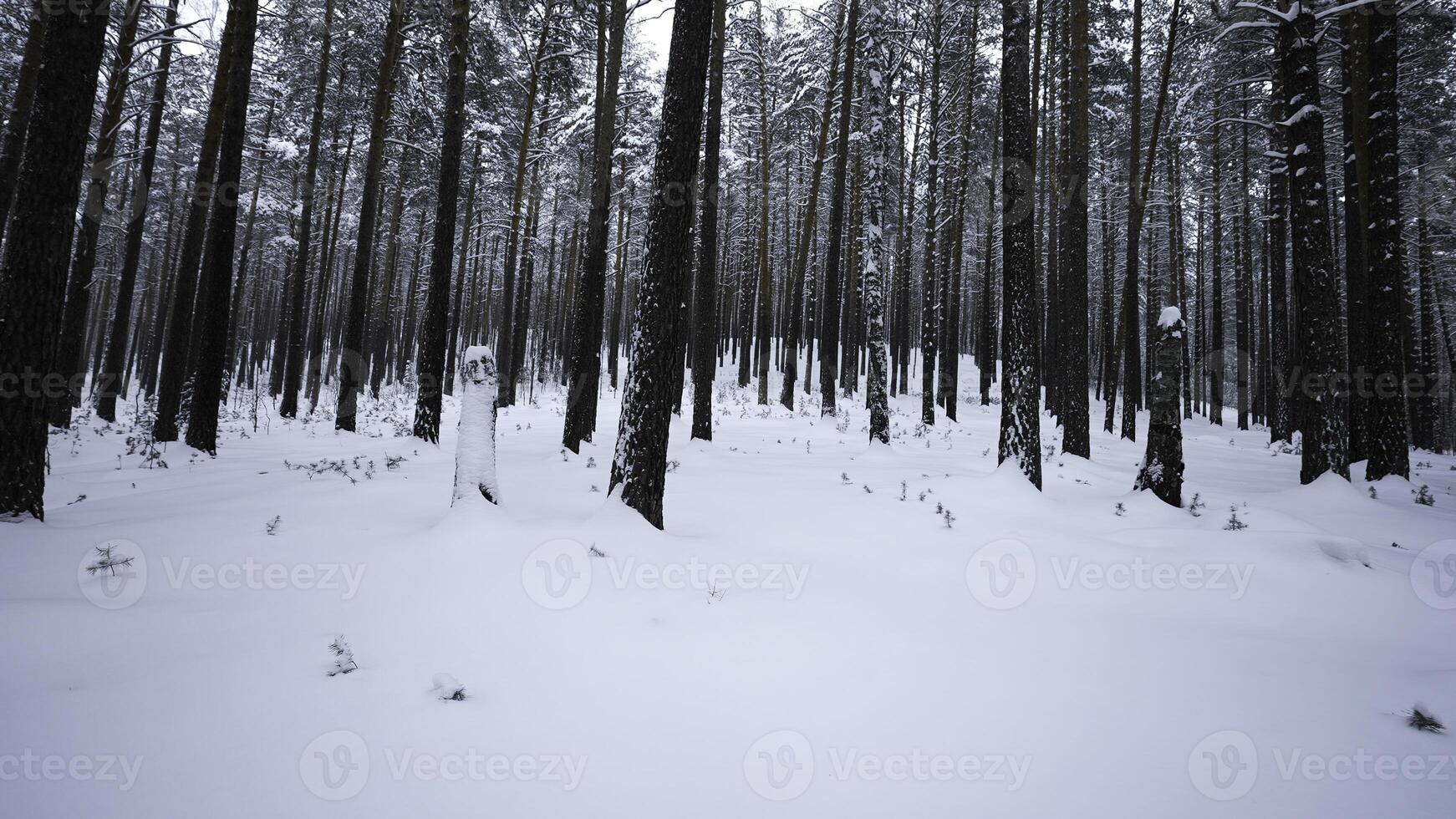 visie van winter Woud met camera draait. media. camera's visie in de omgeving van u in winter Woud. camera omwenteling in wild Woud Aan winter dag foto