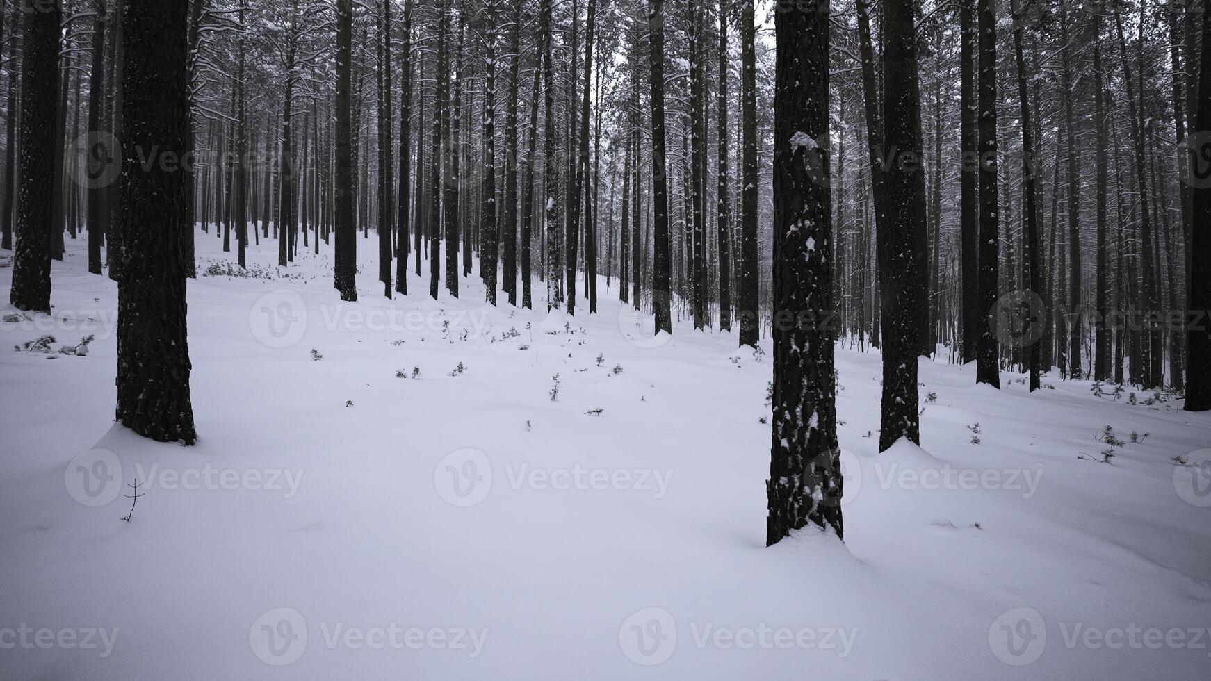 mooi visie in wild winter Woud. media. mooi wandelen in wild Woud Aan winter dag. camera beweging in visie van mooi winter Woud foto