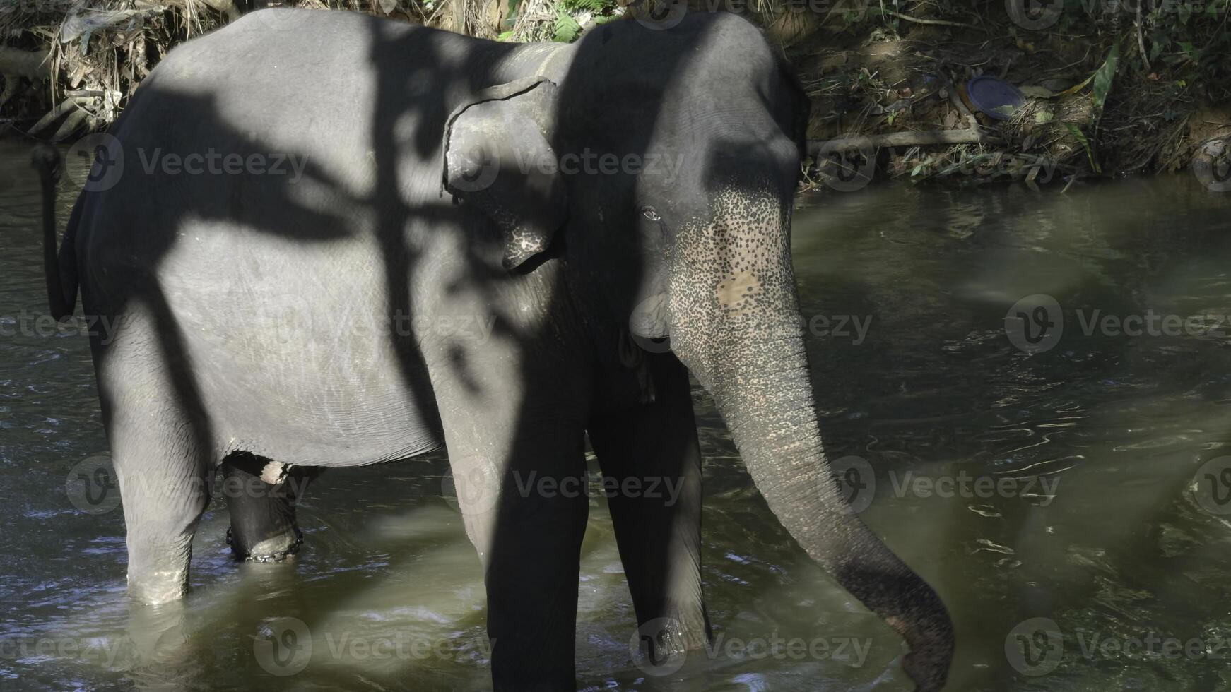 weinig olifant in rivier. actie. baby olifant is spelen in rivier- in oerwoud. weinig olifant is spelen alleen in rivier- in oerwoud foto