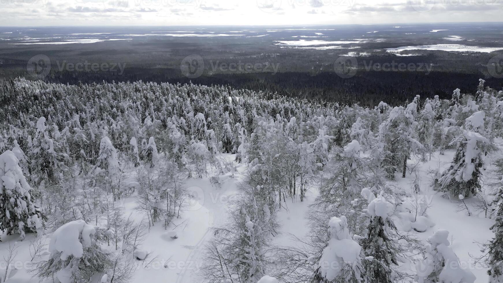 antenne visie van een mensen wandelen tussen sneeuw gedekt pijnboom bomen in een winter Woud. klem. concept van op reis en hiking. foto