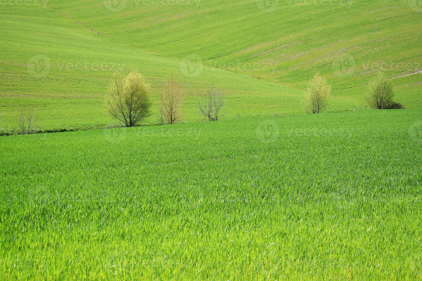 de Toscaans heuvels foto