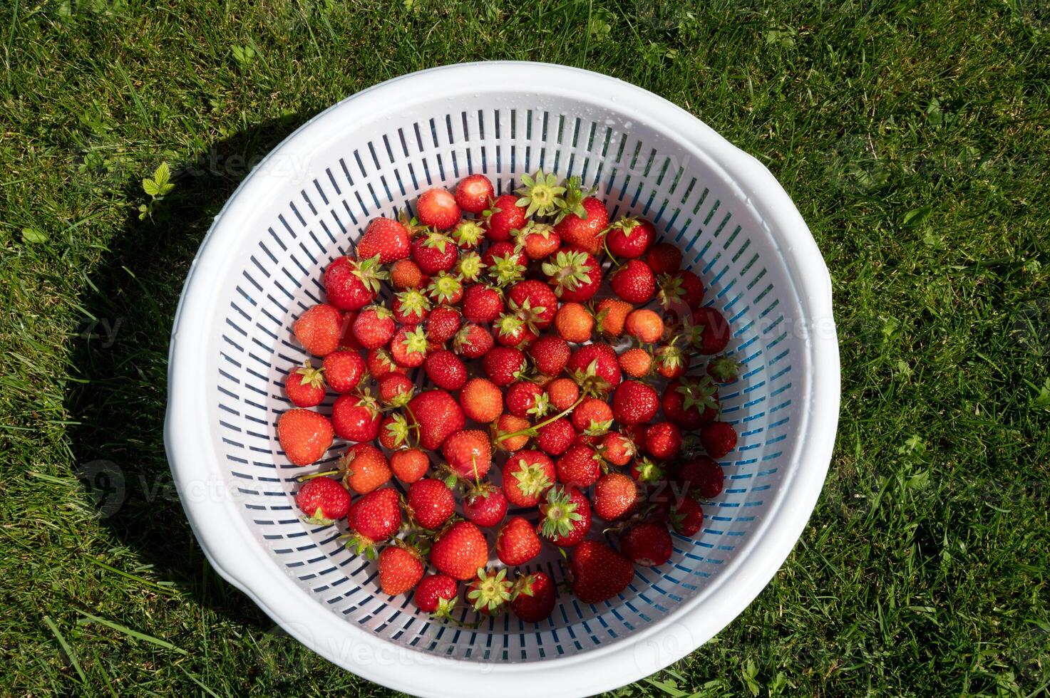 vers aardbeien in een wit vergiet foto