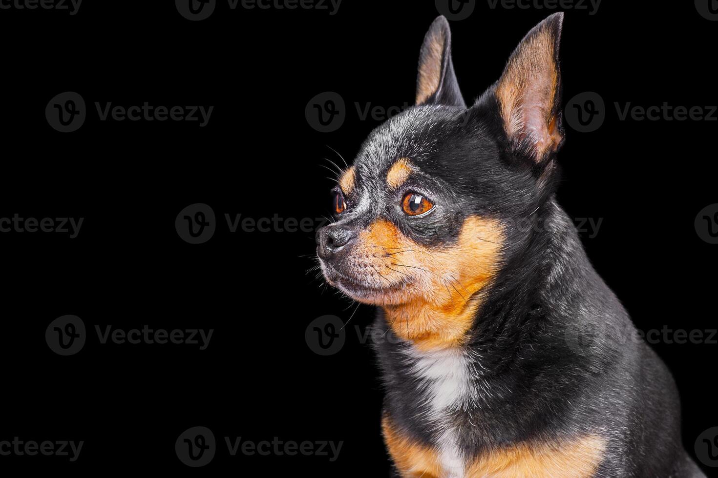 chihuahua driekleur hond. een klein volwassen hond Aan een zwart achtergrond. portret van een huisdier. dier. foto