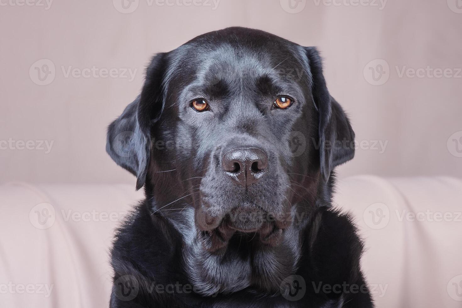 portret van een zwart volwassen hond. labrador retriever Aan een beige achtergrond. een huisdier, een dier. foto