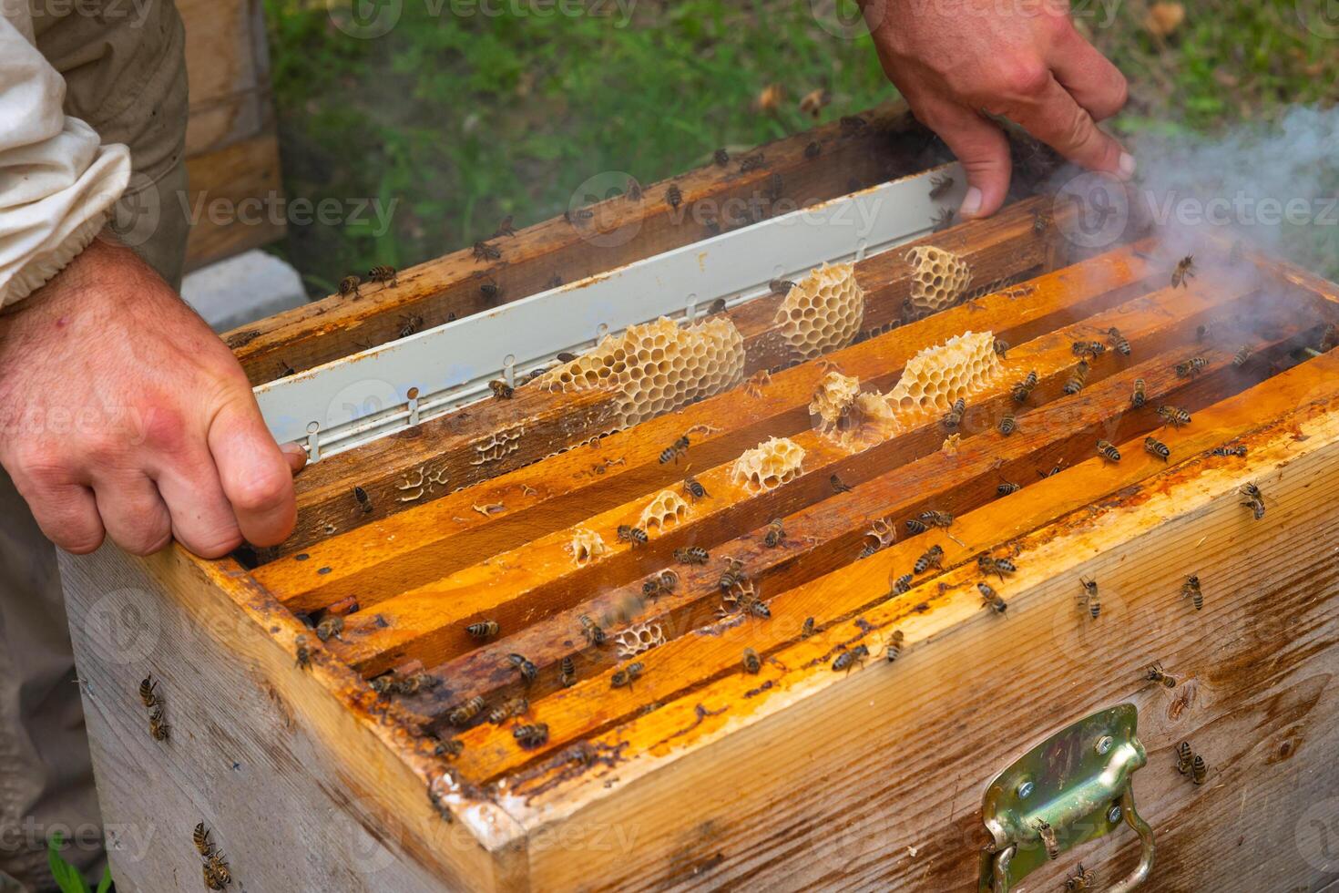 imker verwijderen een kader van honingraat van bijenkorf met bij roker foto