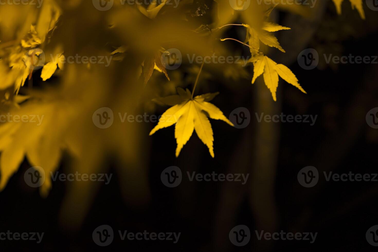 een verlichte geel bladeren Bij de traditioneel tuin Bij nacht in herfst dichtbij omhoog foto