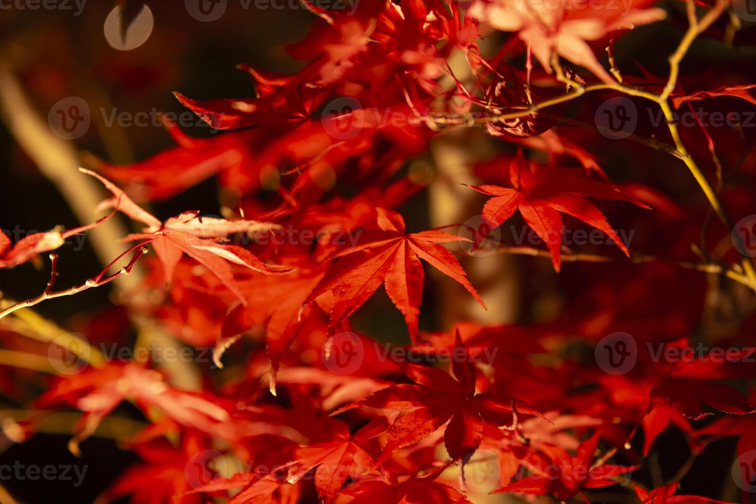 een verlichte rood bladeren Bij de traditioneel tuin Bij nacht in herfst dichtbij omhoog foto