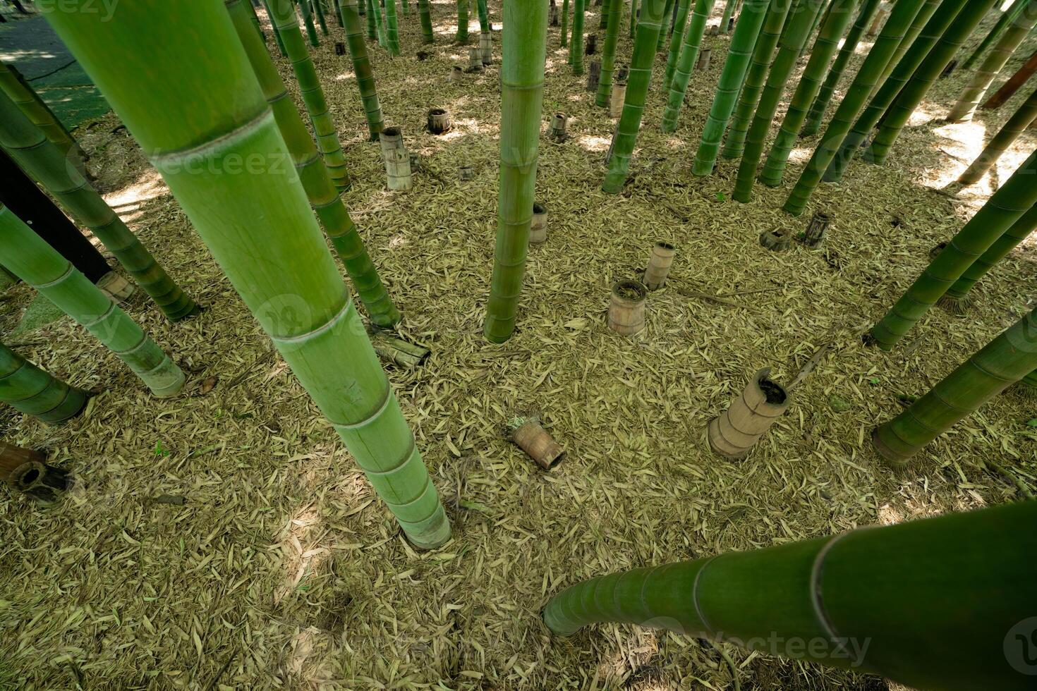 een groen bamboe Woud in voorjaar zonnig dag op zoek naar beneden foto