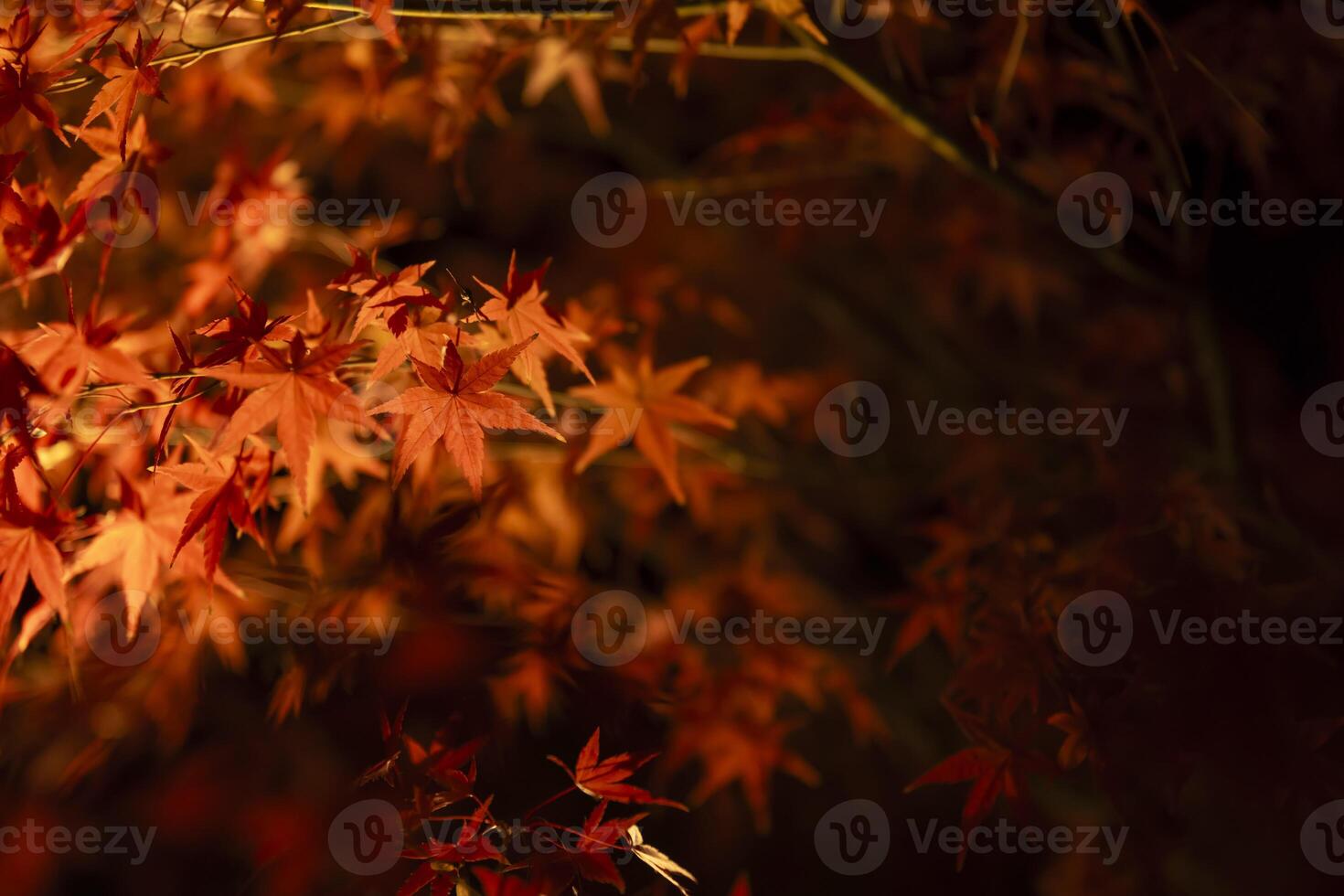 een verlichte rood bladeren Bij de traditioneel tuin Bij nacht in herfst dichtbij omhoog foto