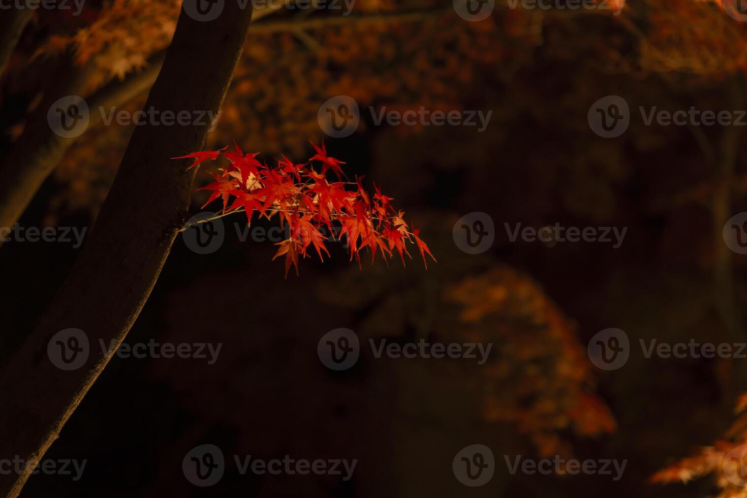 een verlichte rood bladeren Bij de traditioneel tuin Bij nacht in herfst dichtbij omhoog foto