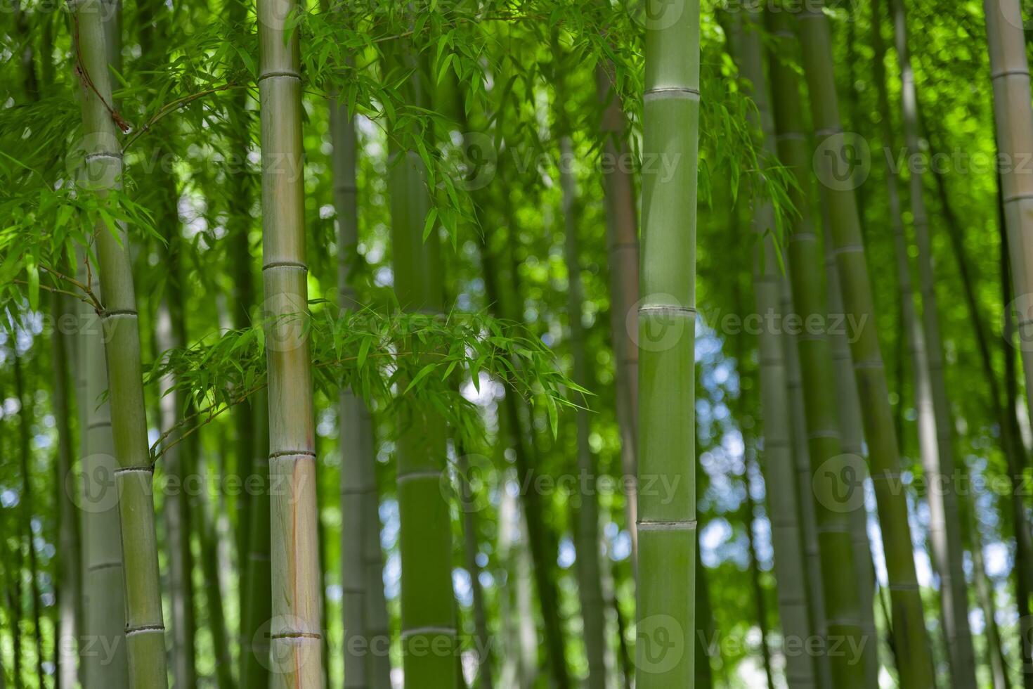 groen bamboe bladeren in Japans Woud in voorjaar zonnig dag foto