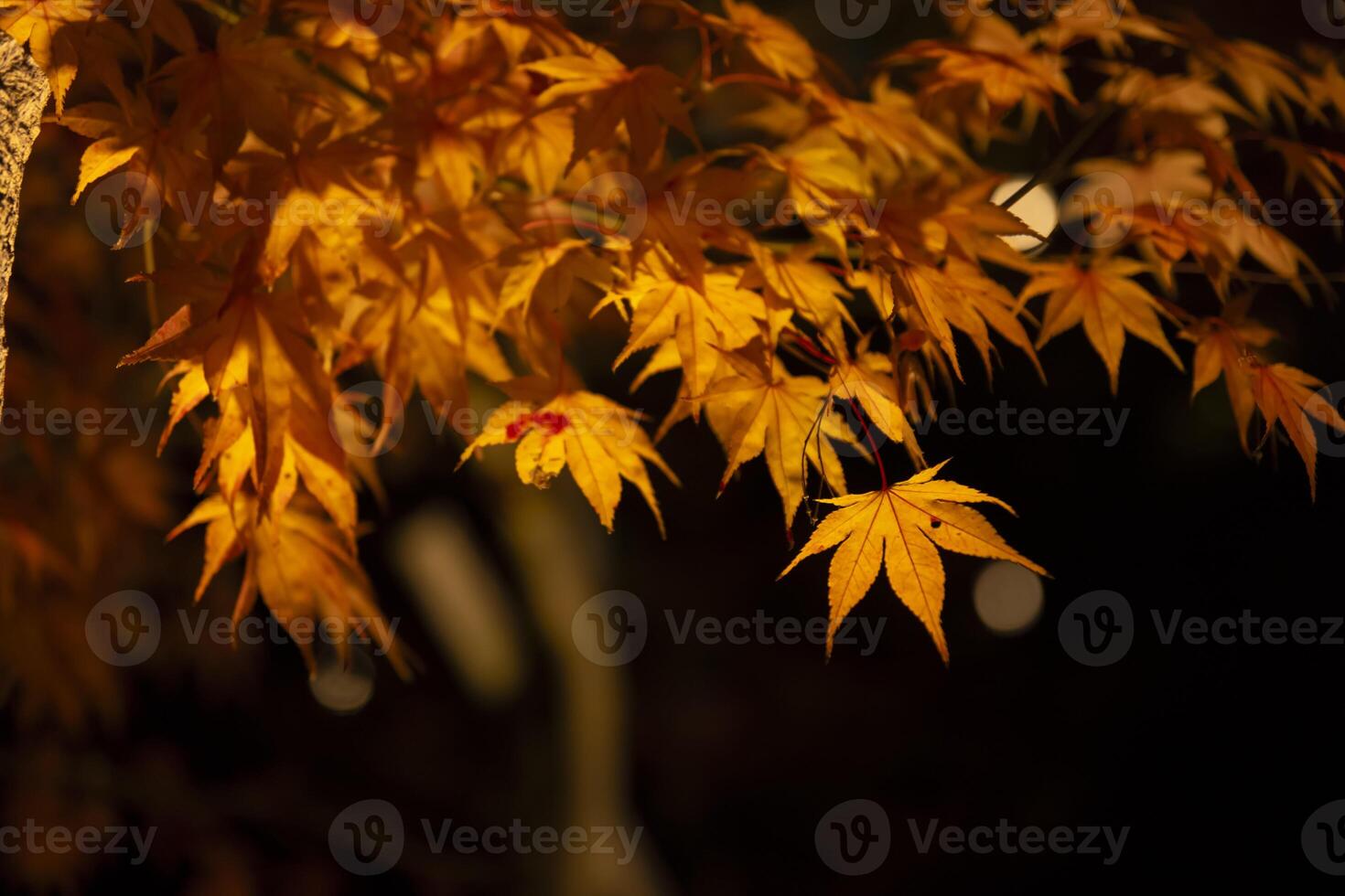 een verlichte rood bladeren Bij de traditioneel tuin Bij nacht in herfst dichtbij omhoog foto