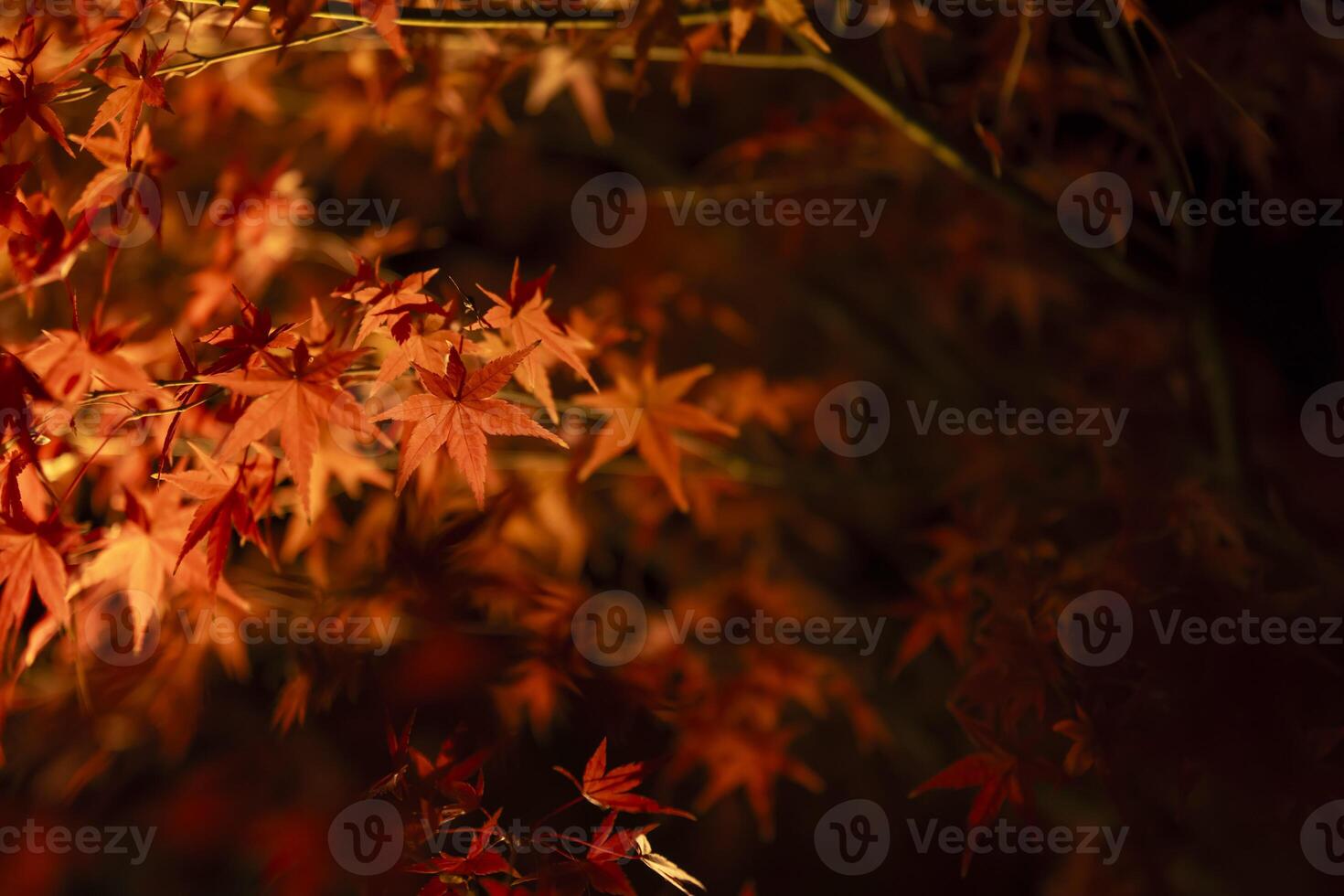 een verlichte rood bladeren Bij de traditioneel tuin Bij nacht in herfst dichtbij omhoog foto