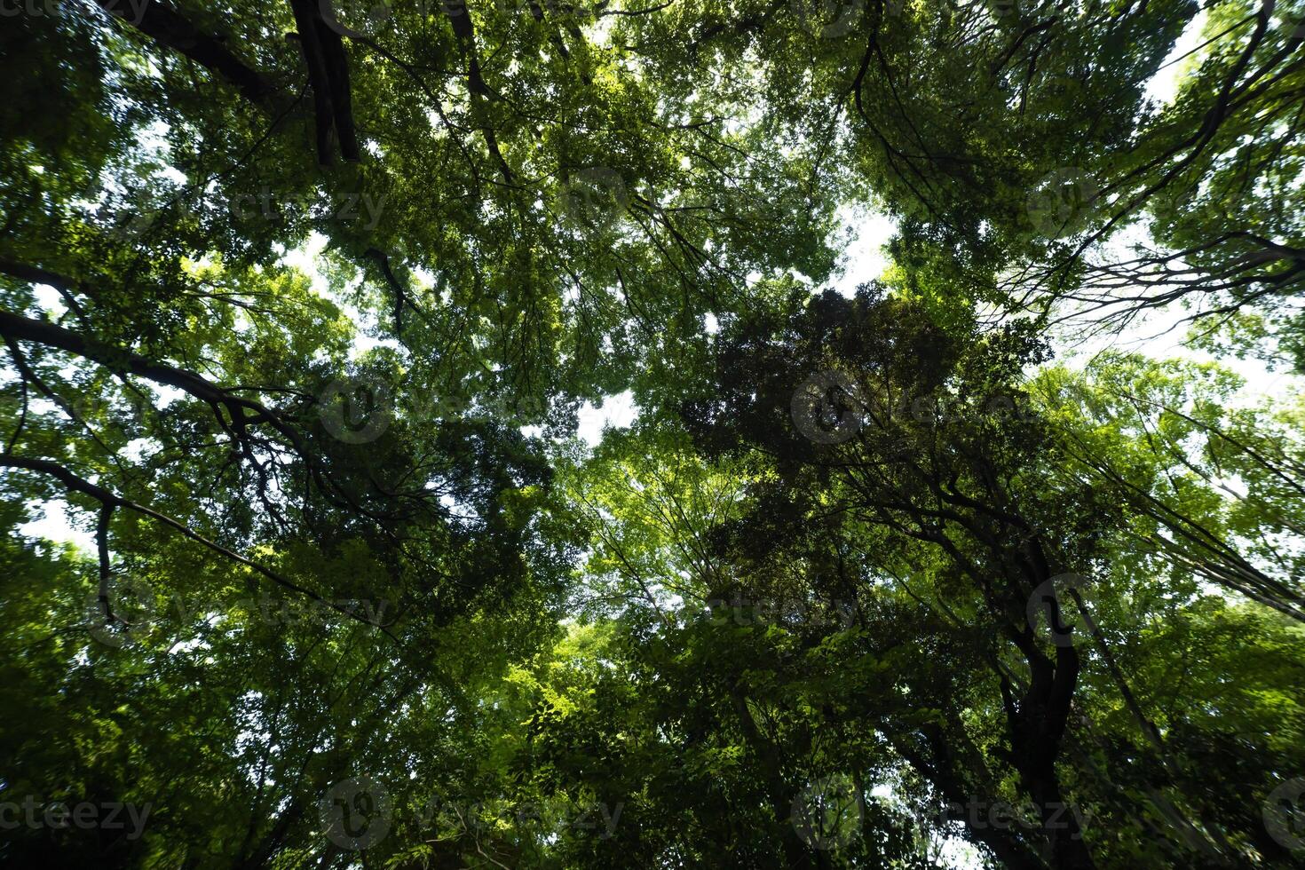 een groen Woud van todoroki vallei in stelagaya tokyo foto